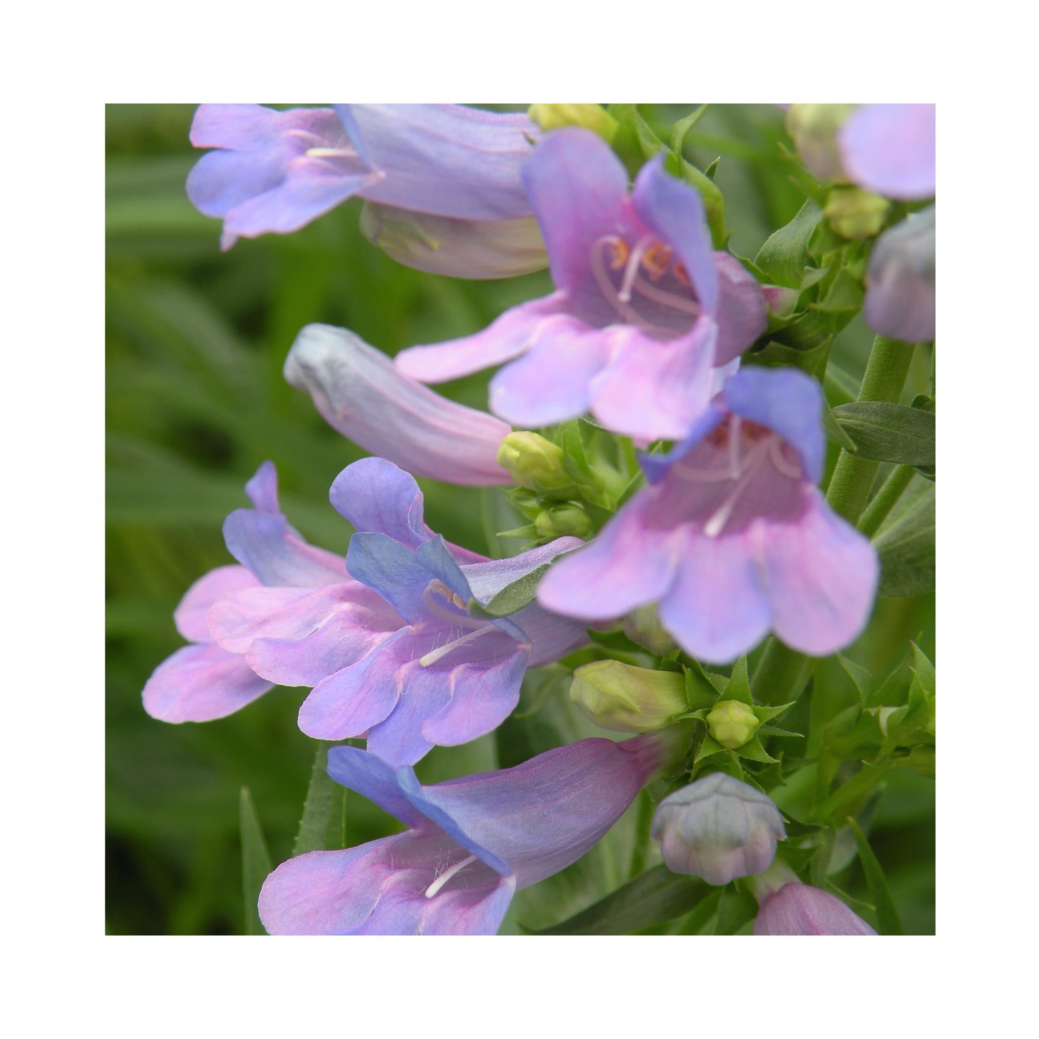 Penstemon Heavenly Blue