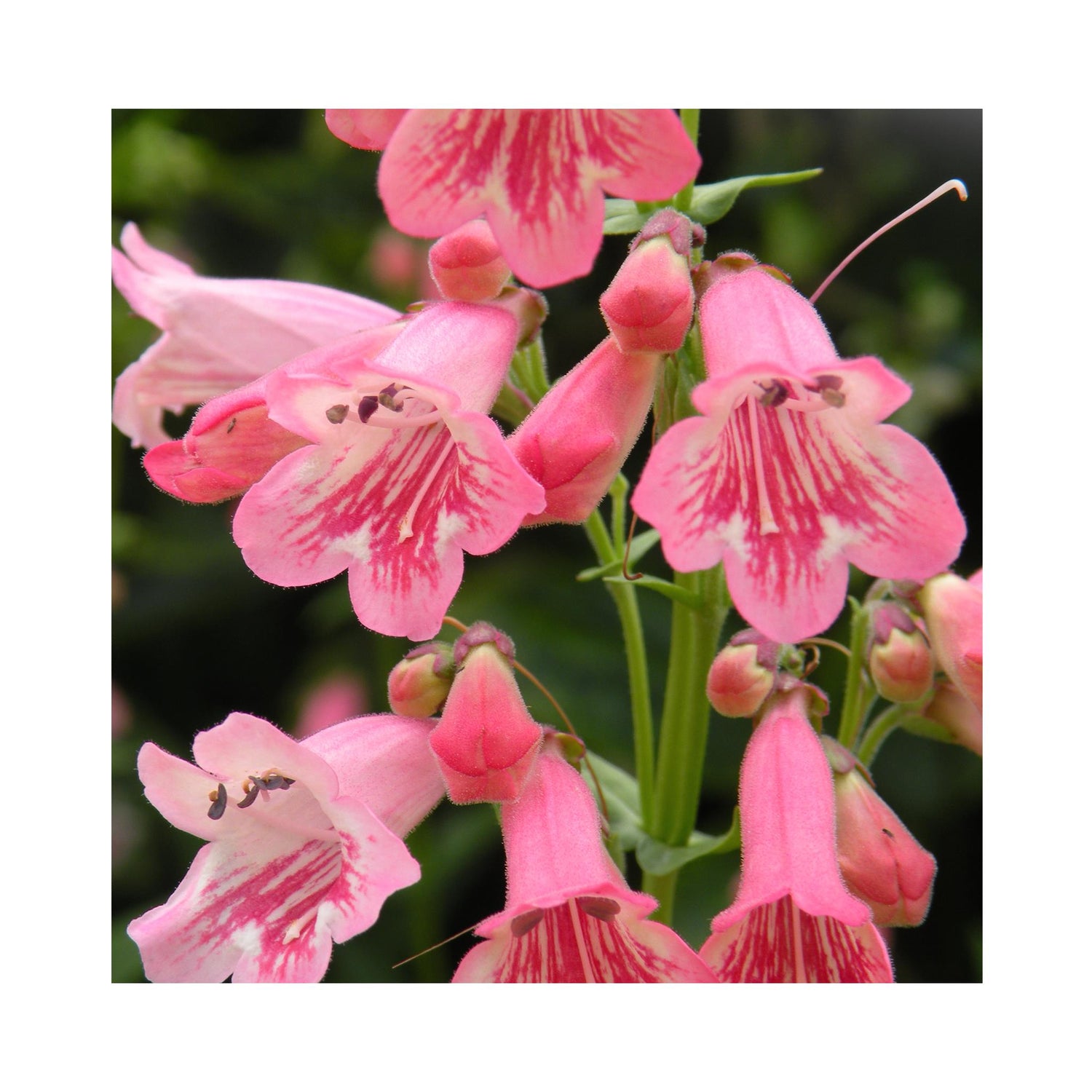 Penstemon Hewells Pink