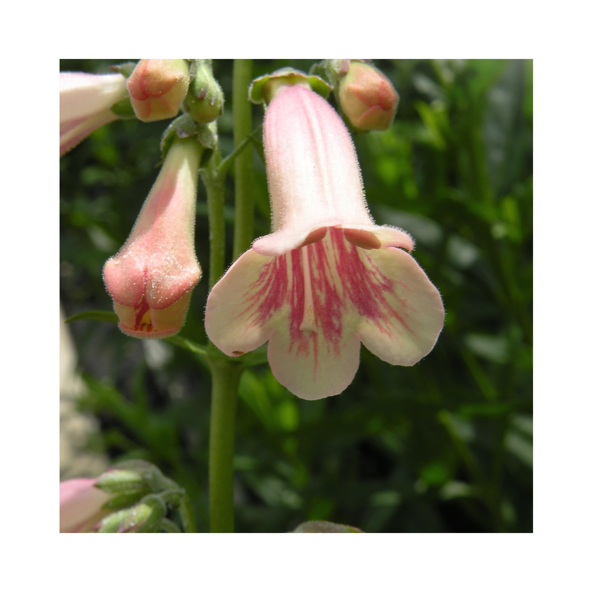 Penstemon Hidcote Pink