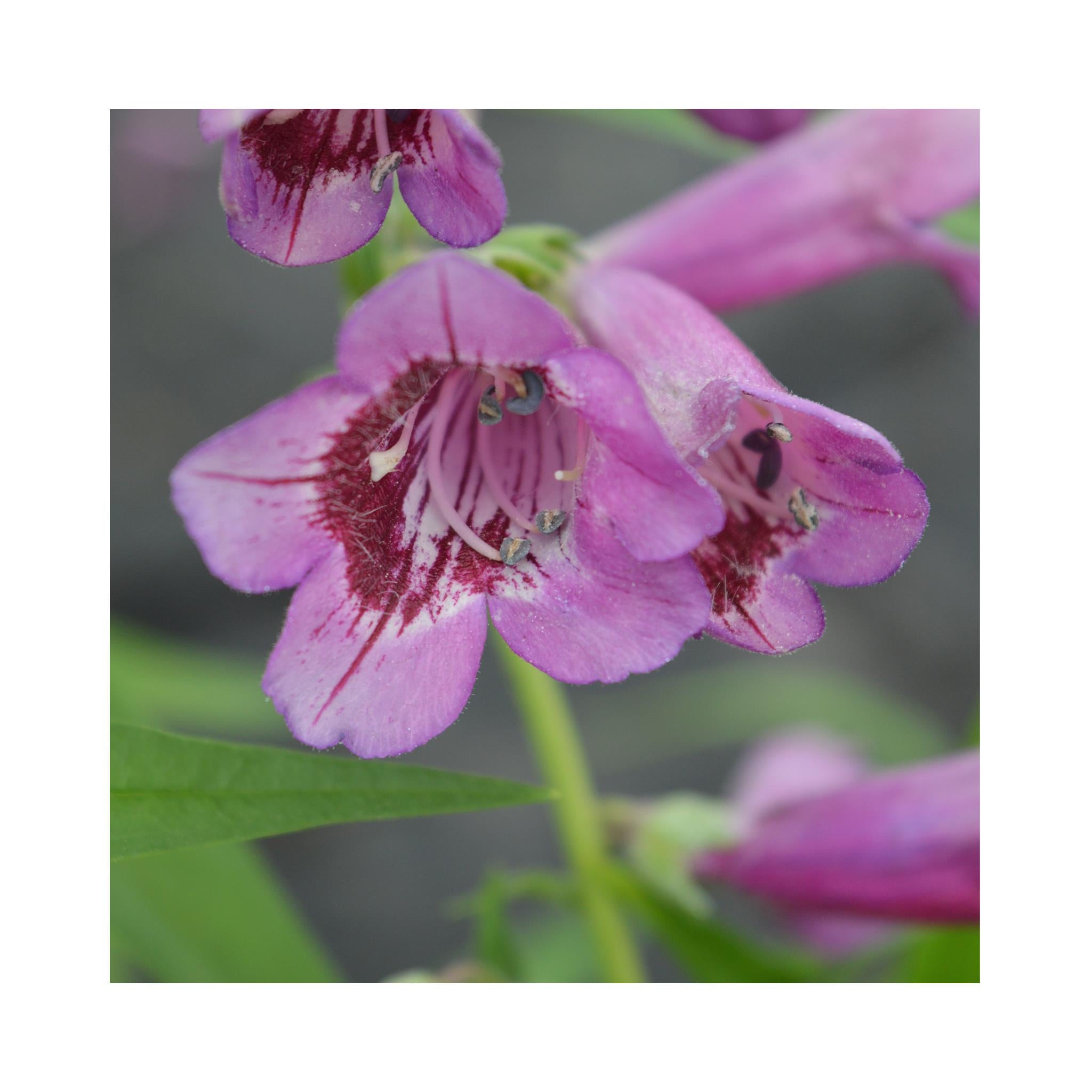 Penstemon Midnight