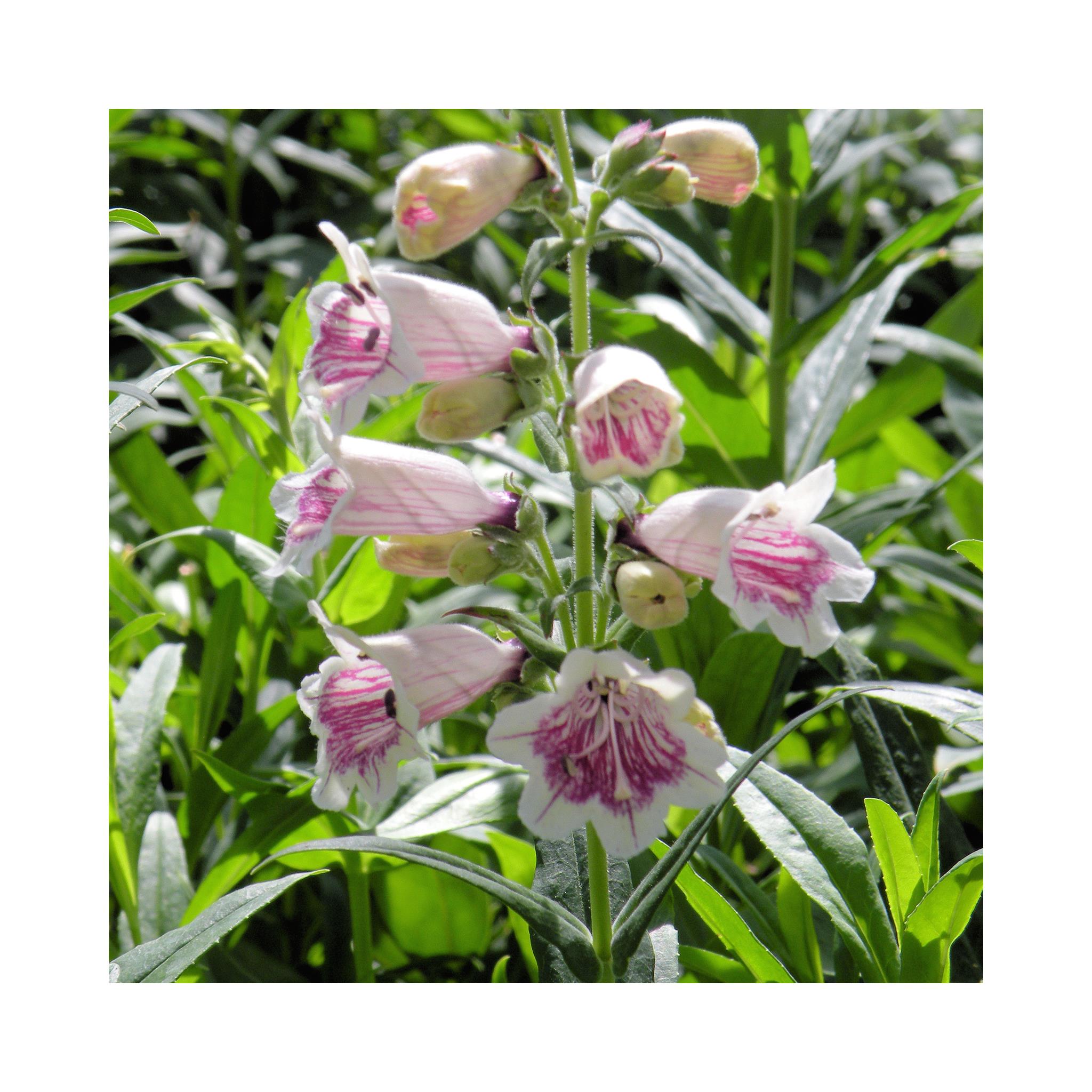 Penstemon Mother of Pearl