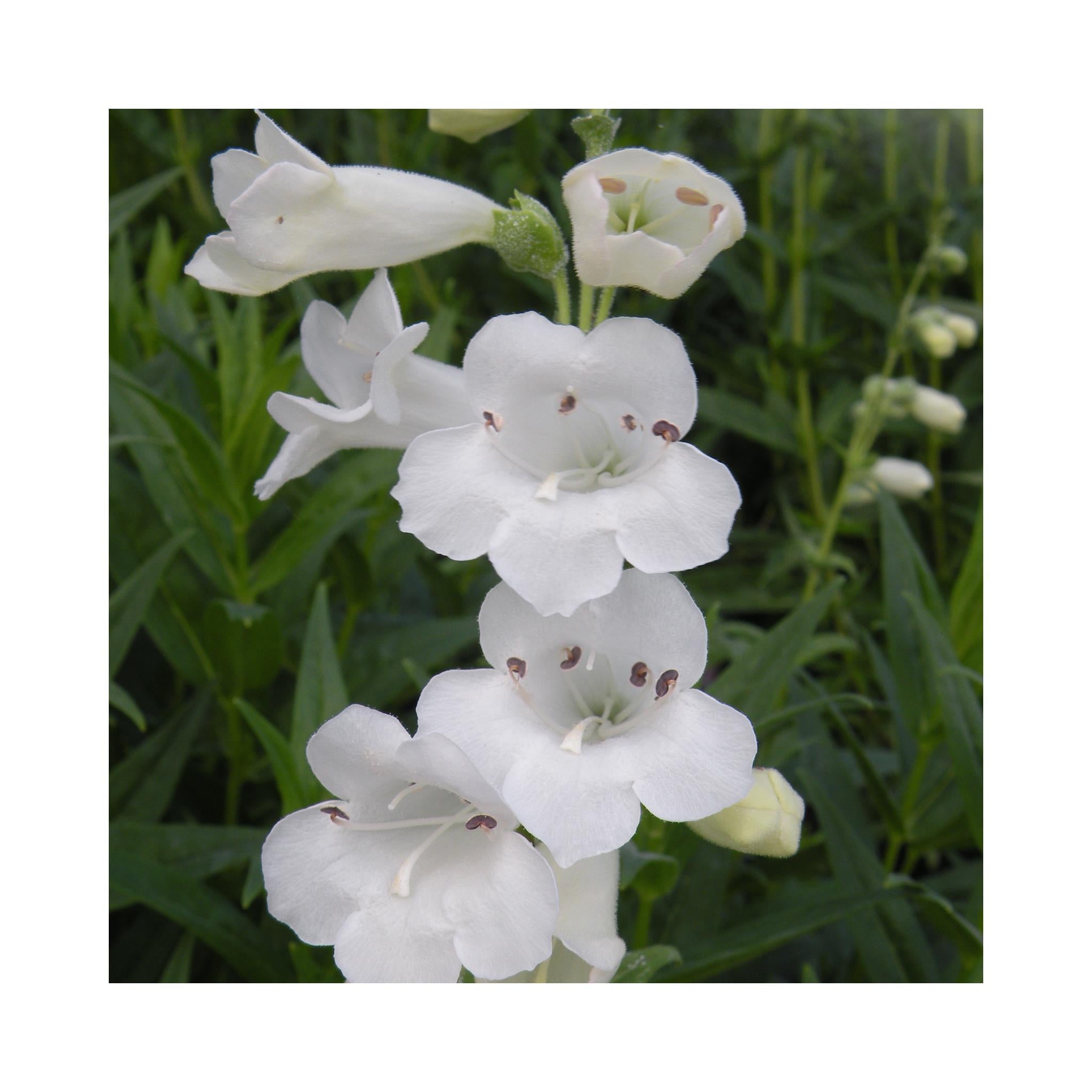 Penstemon Snowstorm