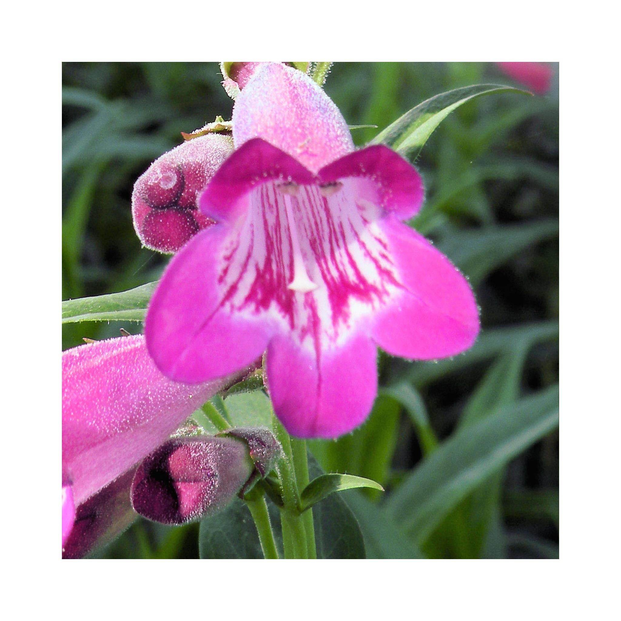 Penstemon Volcano Vesuvius