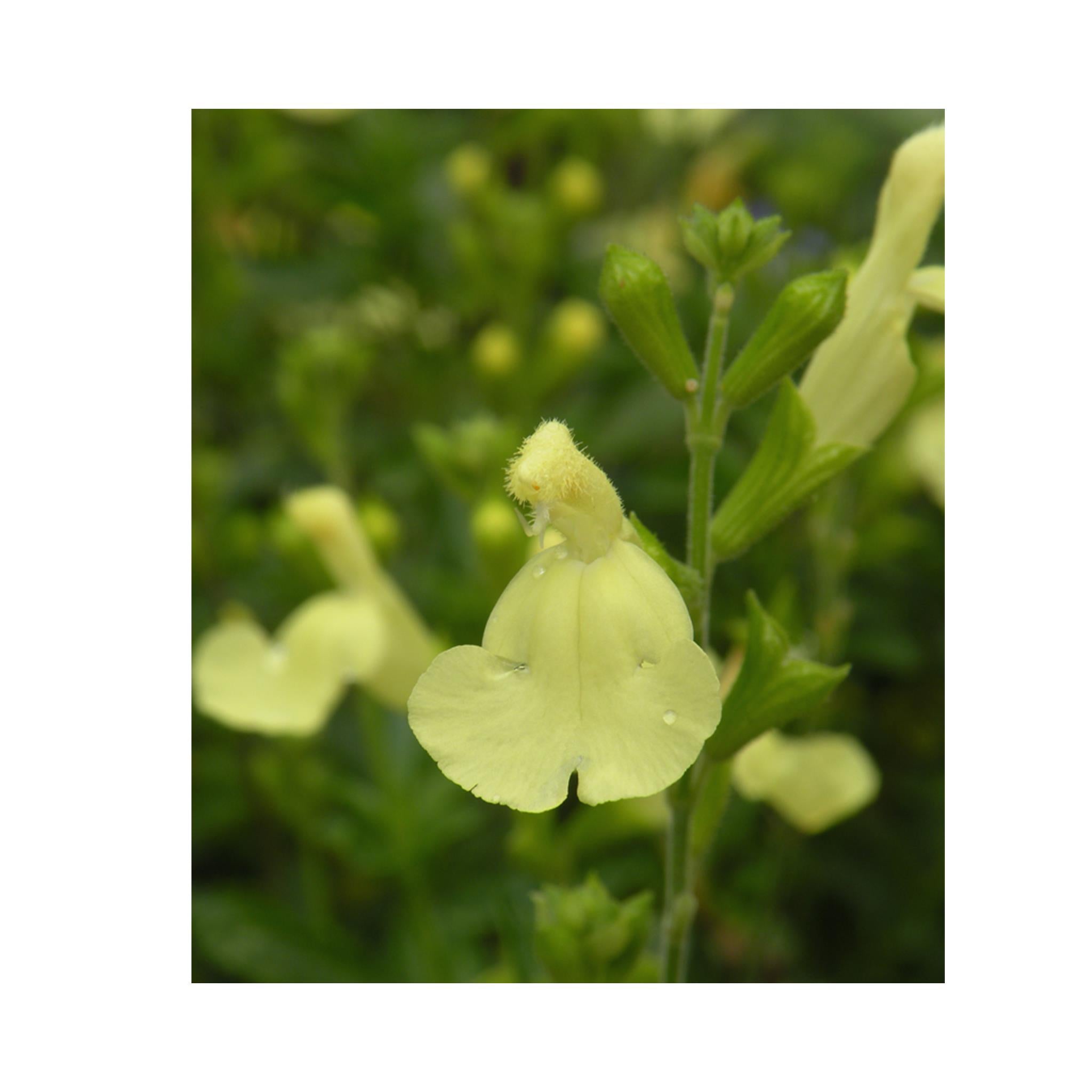 Salvia Lemon Light