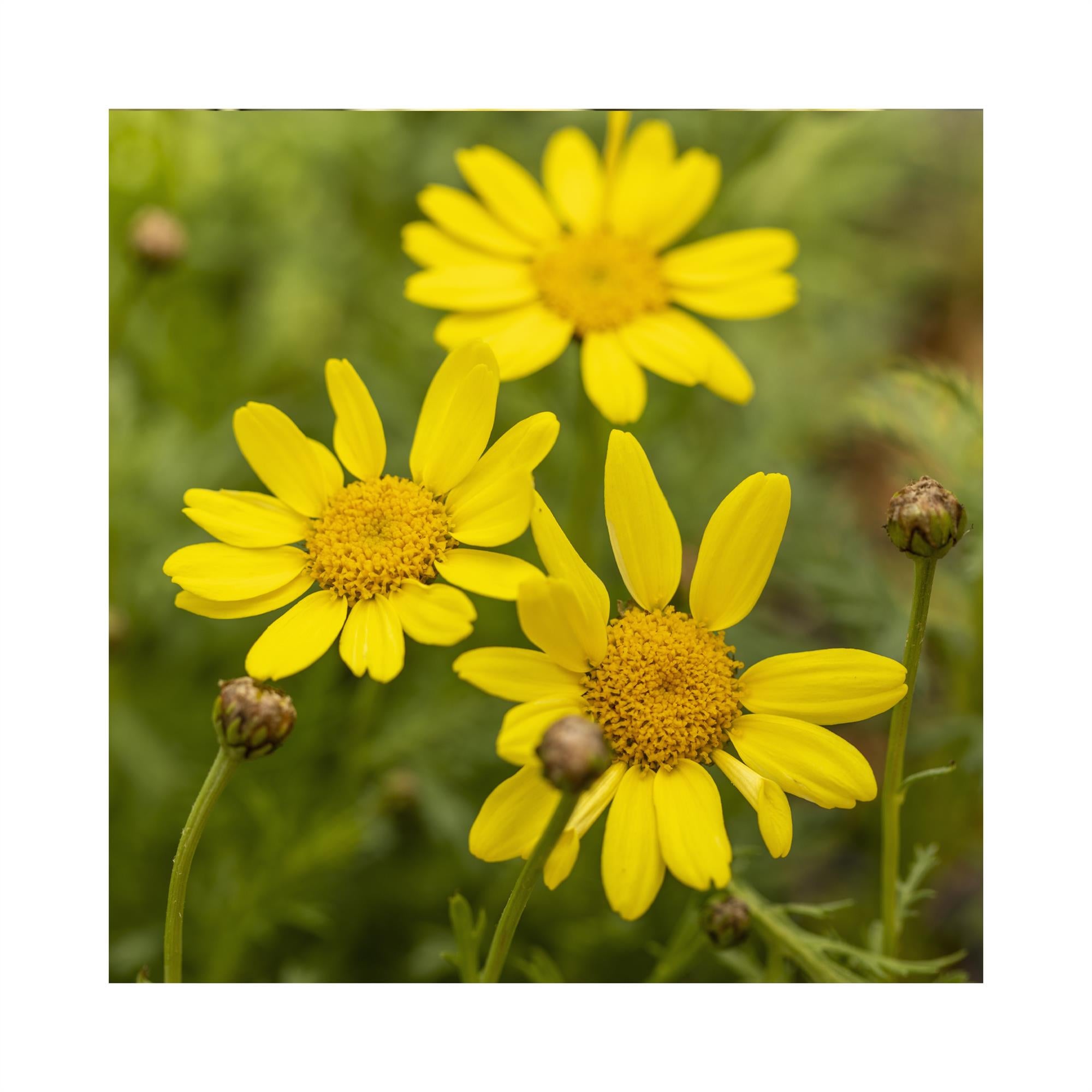 Argyranthemum Day-zee Yellow