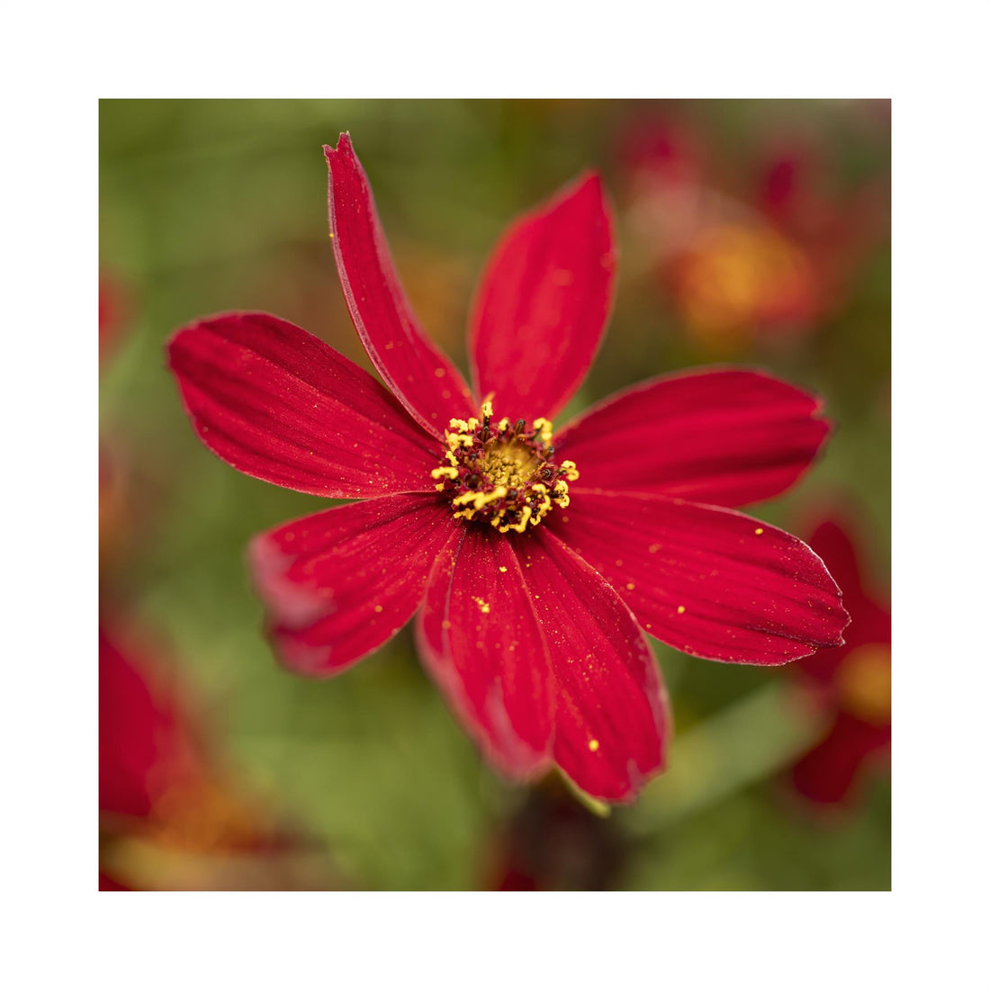 Coreopsis verticilla Sizzle & Spice Hot Paprika