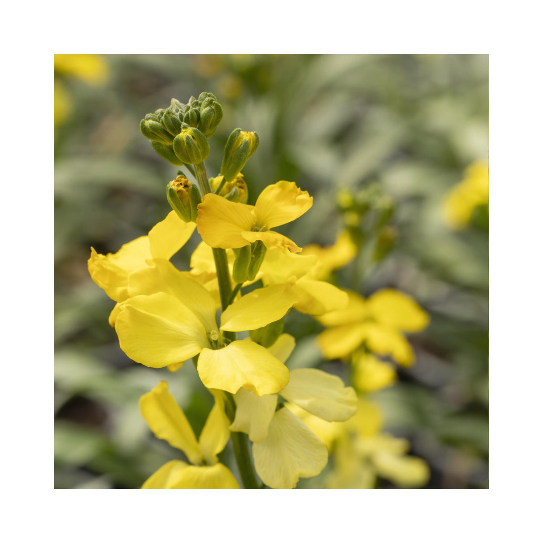 Erysimum Cheers Lemon Yellow