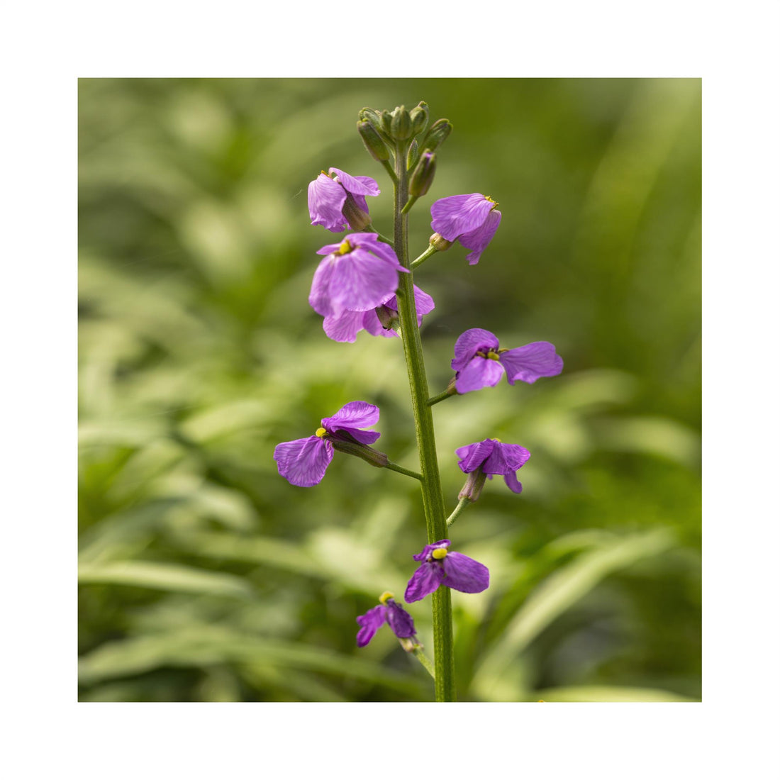 Erysimum Bowles me away