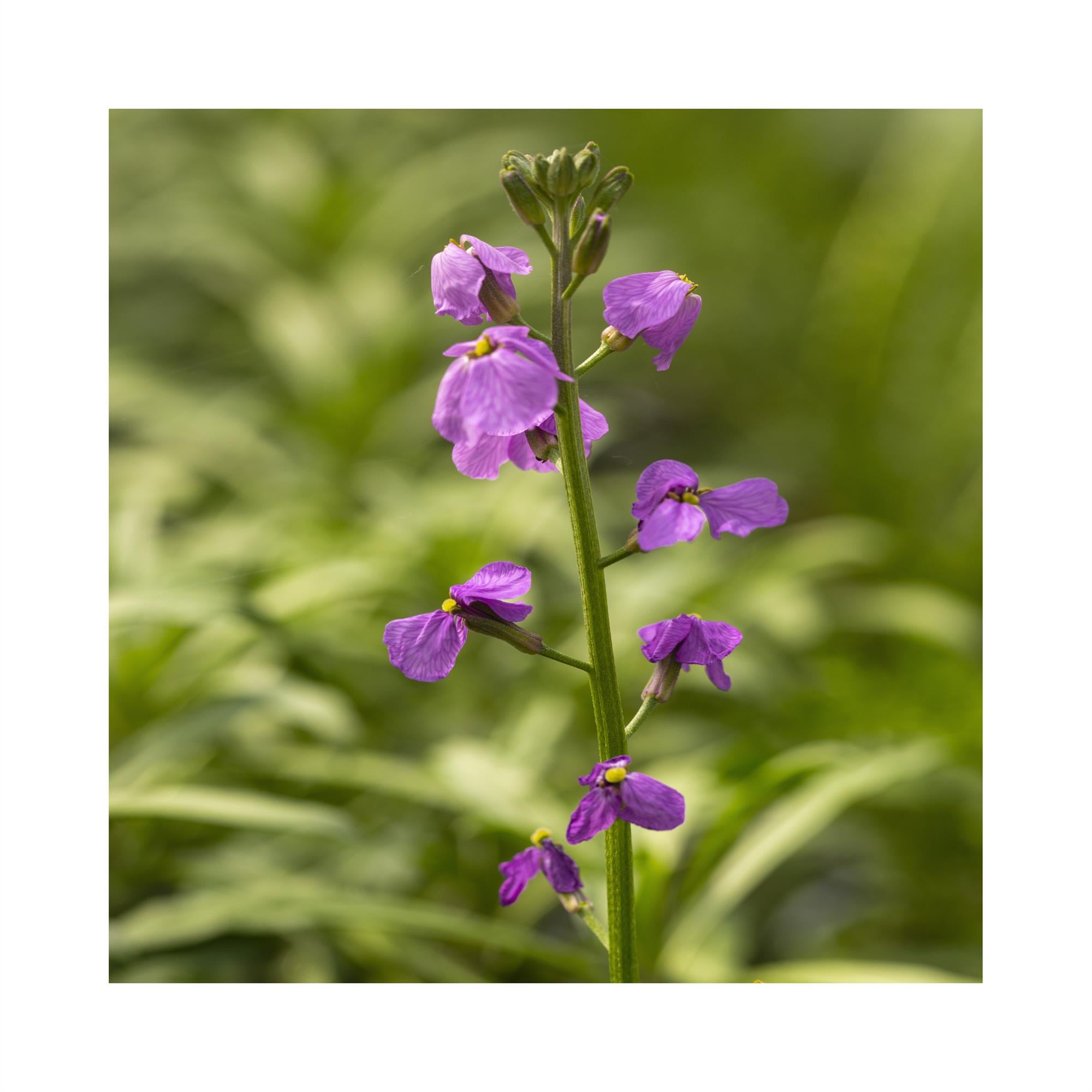 Erysimum Bowles me away