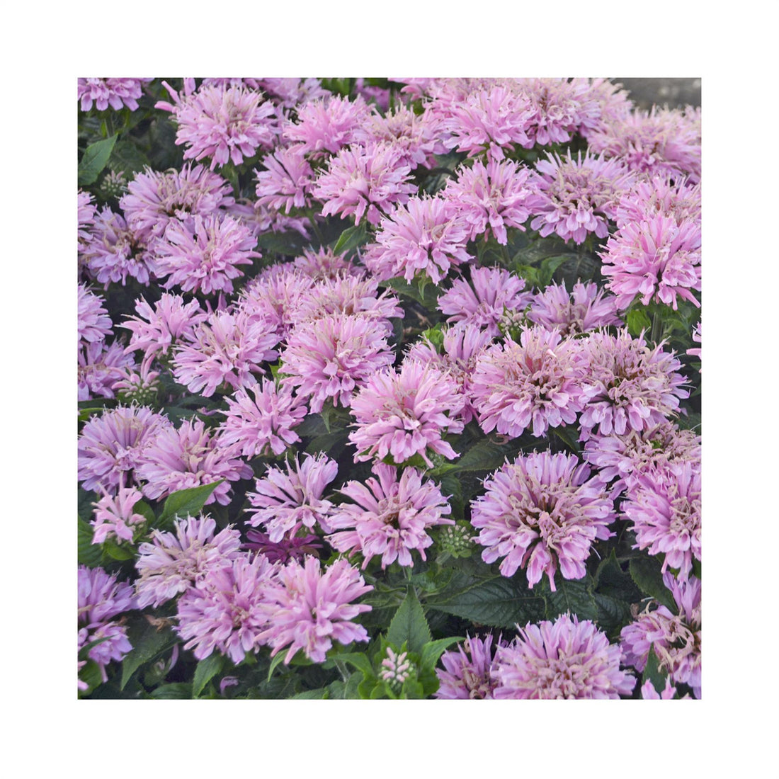 Monarda Sugar Buzz Pink Frosting