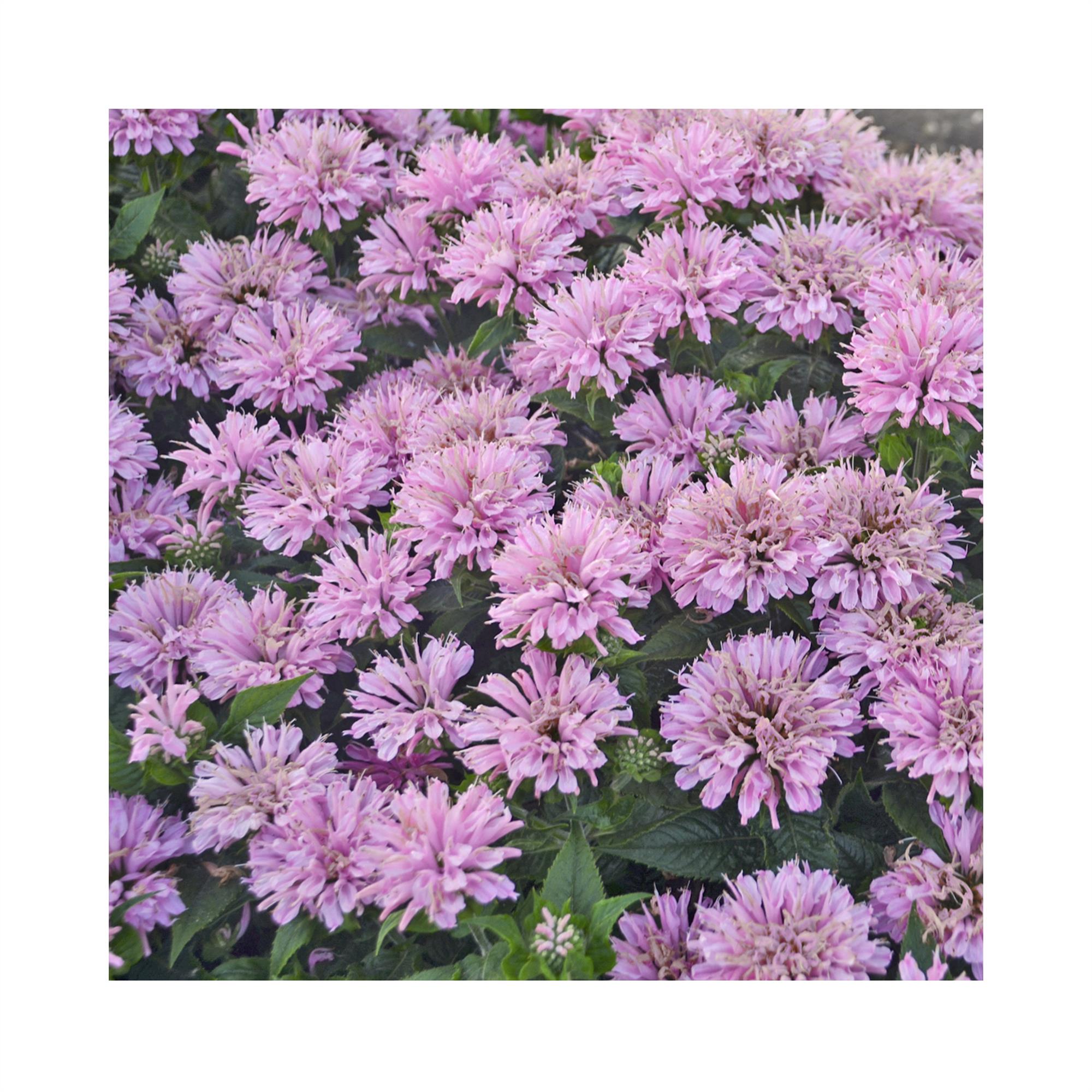 Monarda Sugar Buzz Pink Frosting