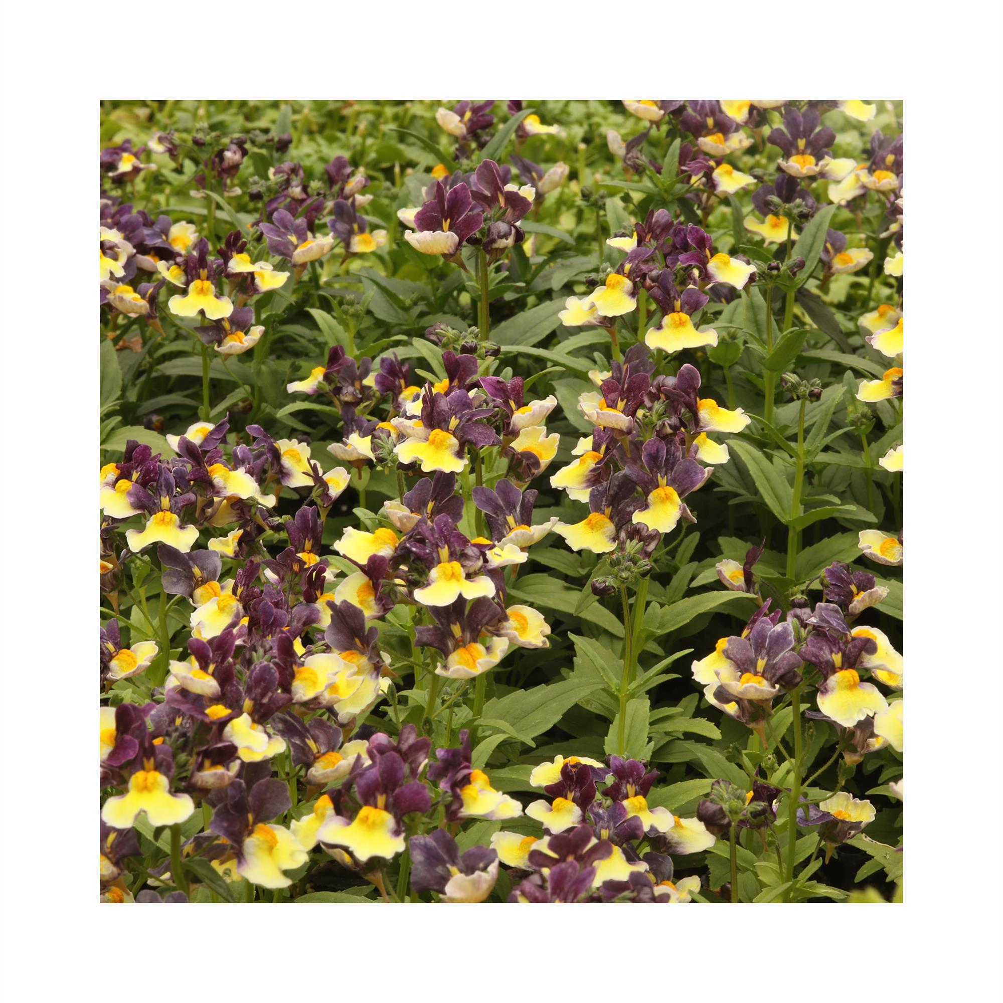 Nemesia Blueberry Custard