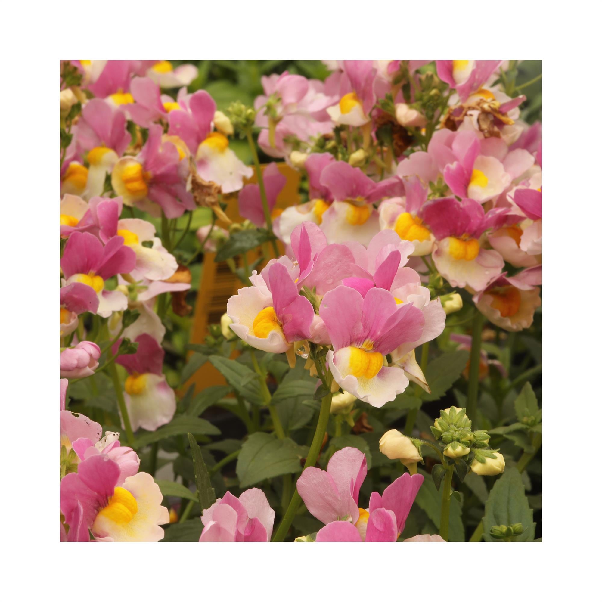 Nemesia Pinkberry