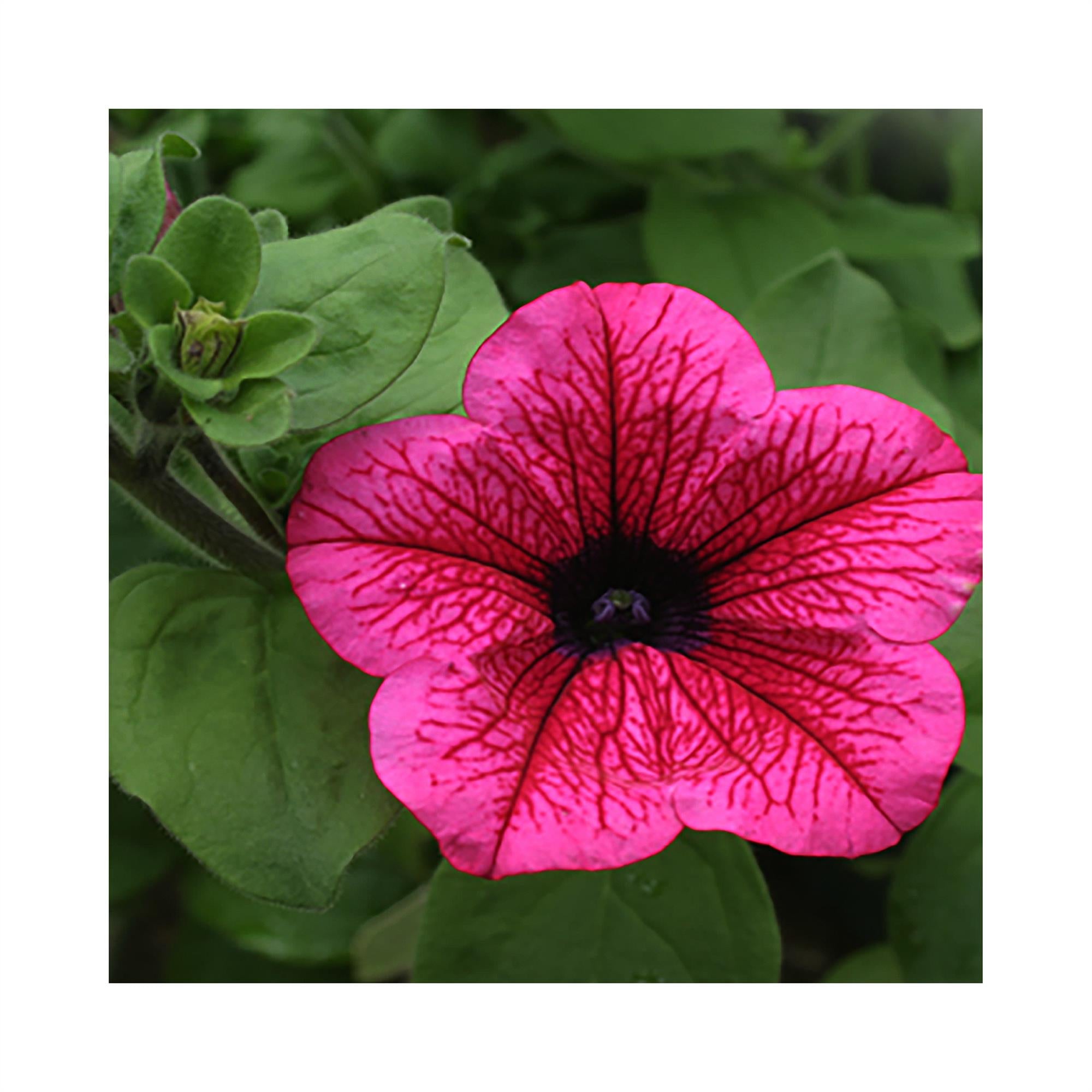 Petunia Surfinia Hot Pink