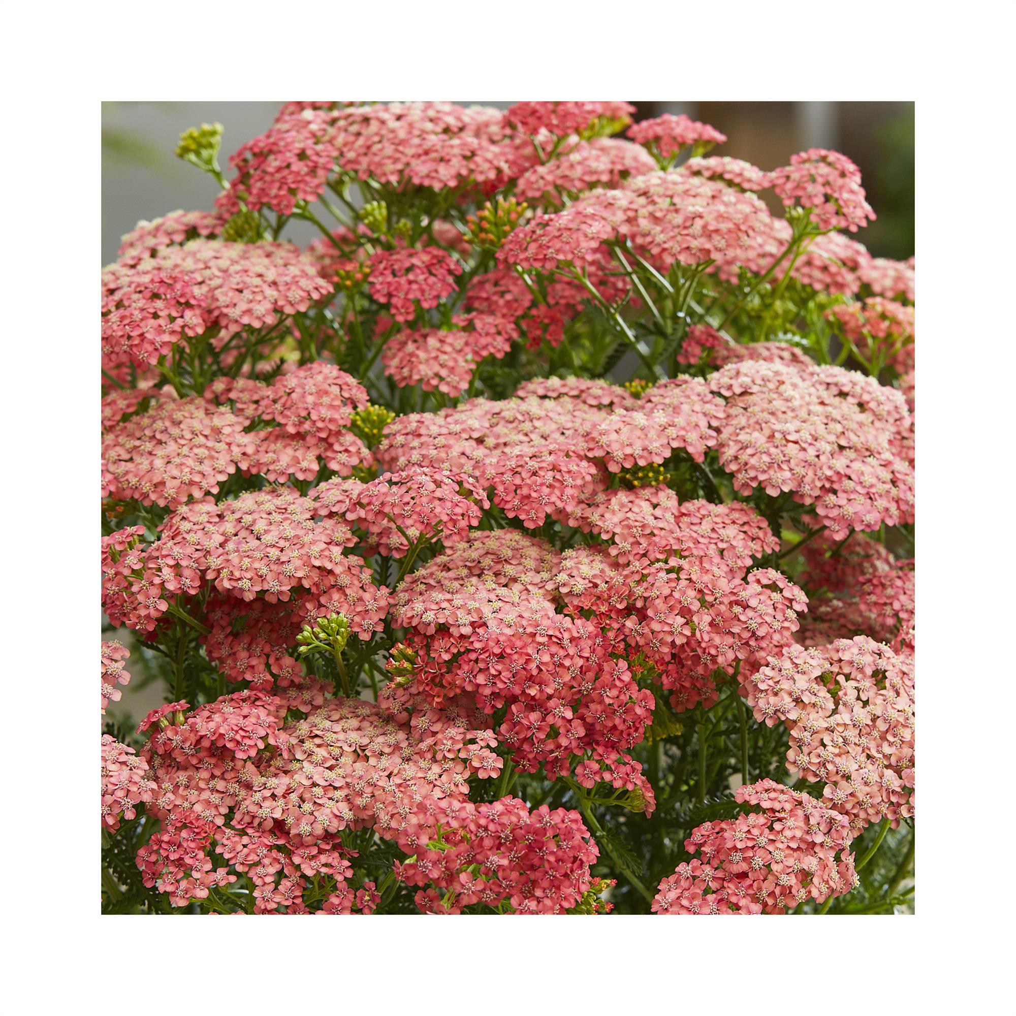 Achillea Tutti Fruitti Apricot Delight