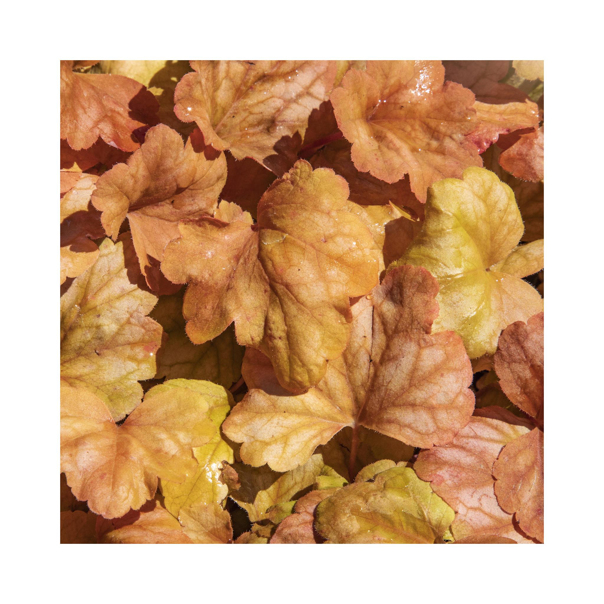 Heuchera Champagne