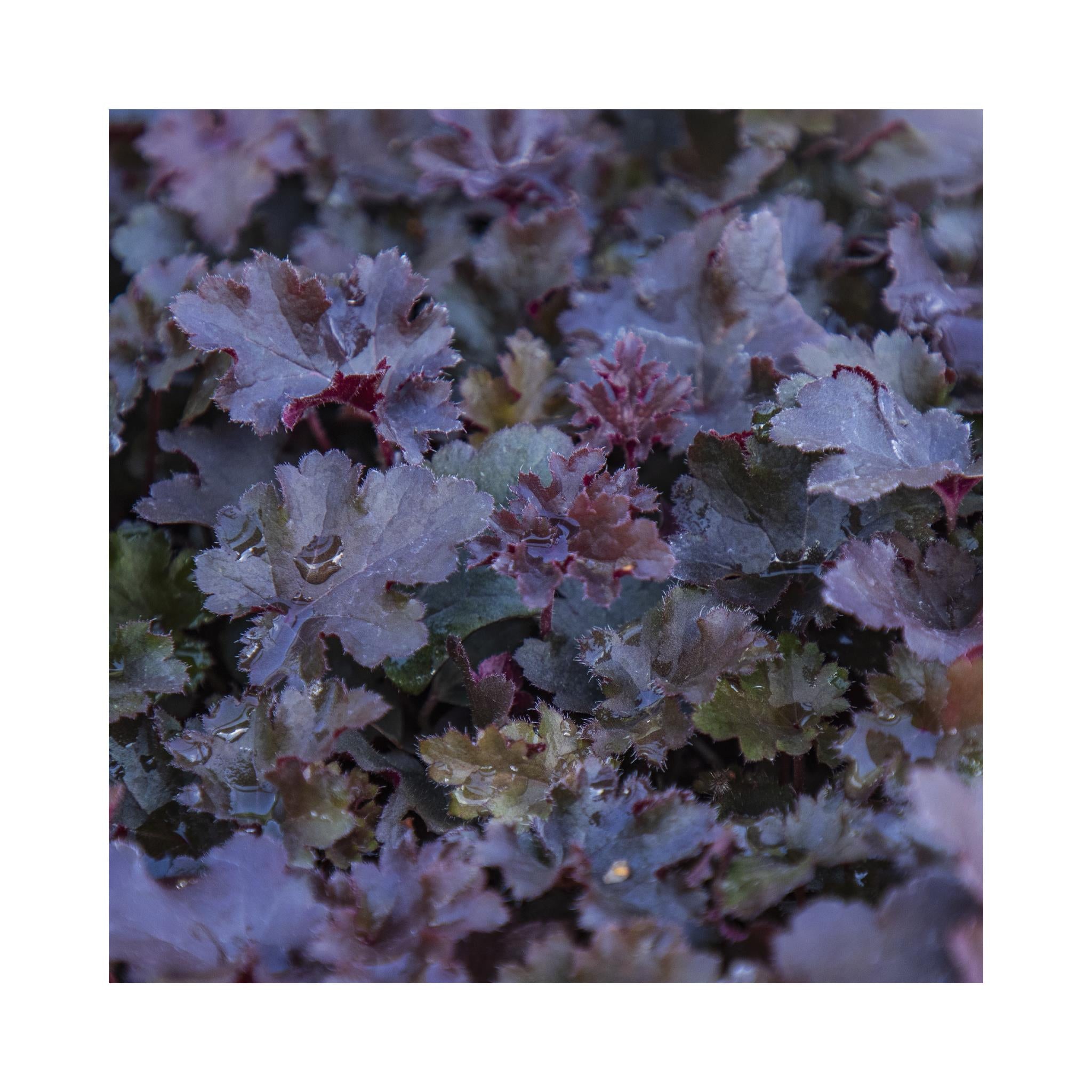 Heuchera Crazy Rasta