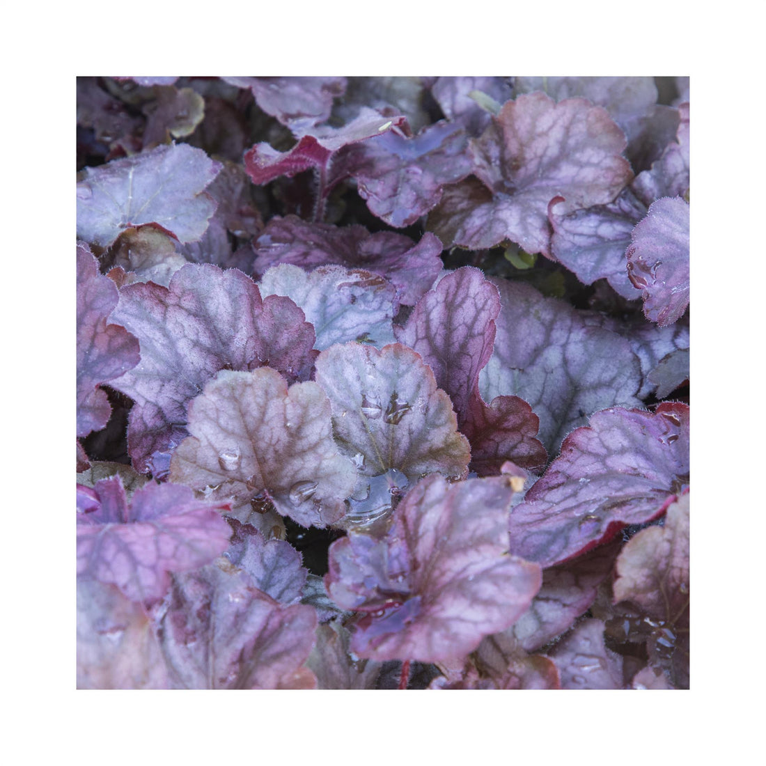 Heuchera Peppermint Spice