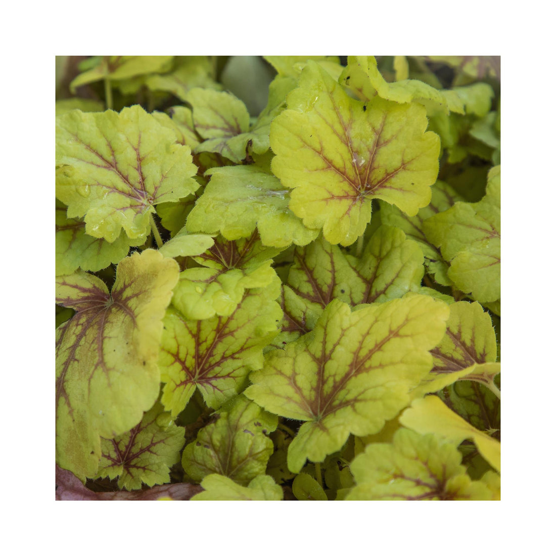 Heuchera Red Lightning