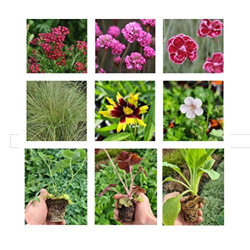 6 Pack of Hardy Outdoor Perennial Garden Plants. Jumbo Plug perennials Ready to Plant Each Variety of These Outdoor Plants are Labelled. from Newlands