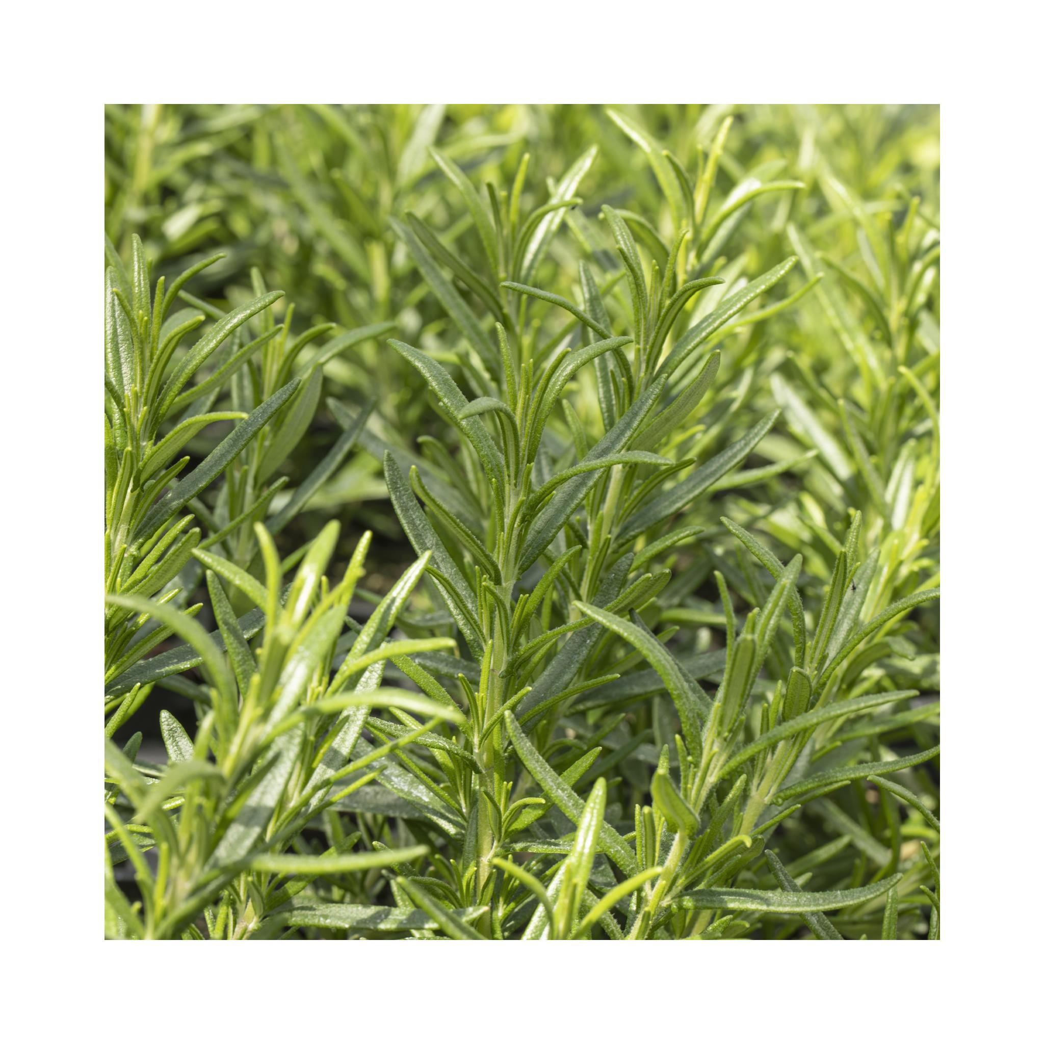 Rosemary Speedy