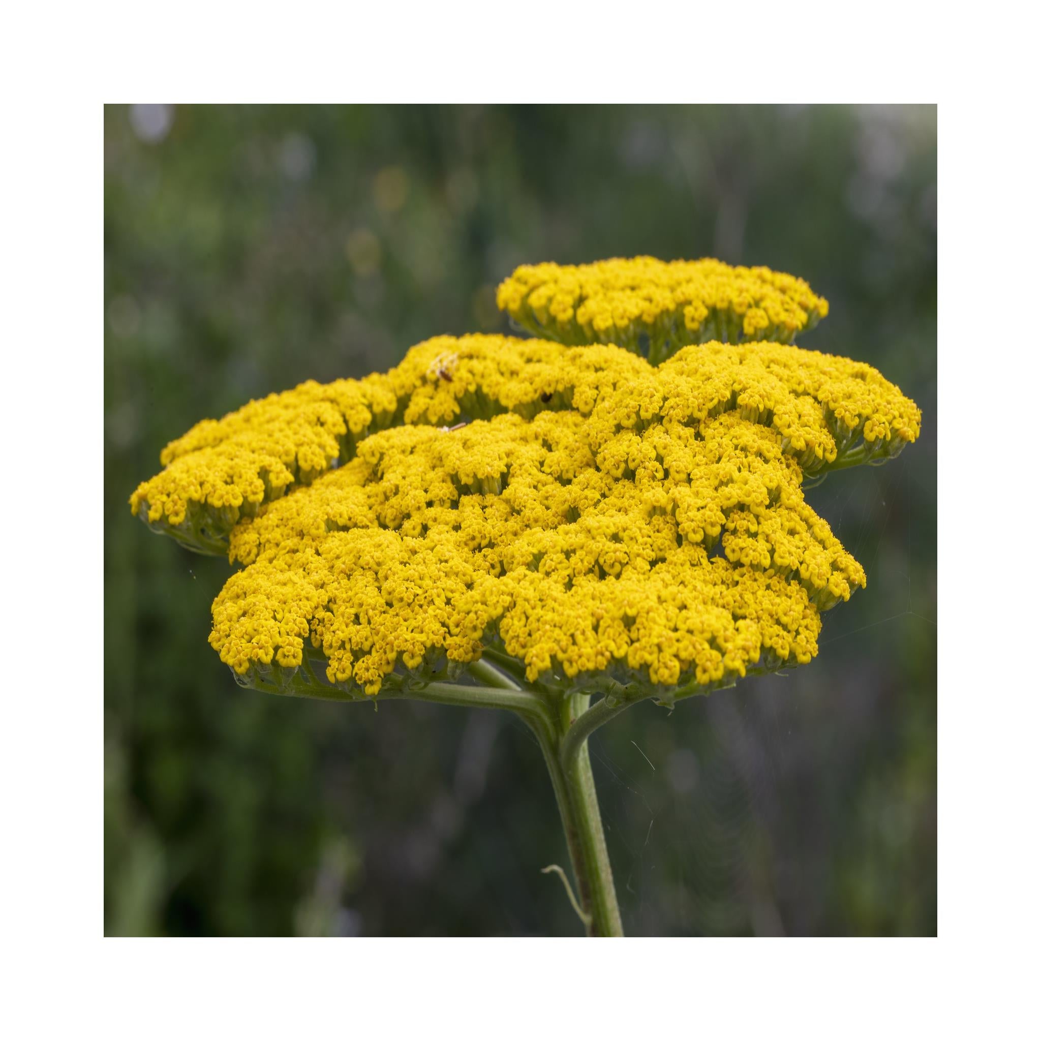 Achillea Cloth of Gold