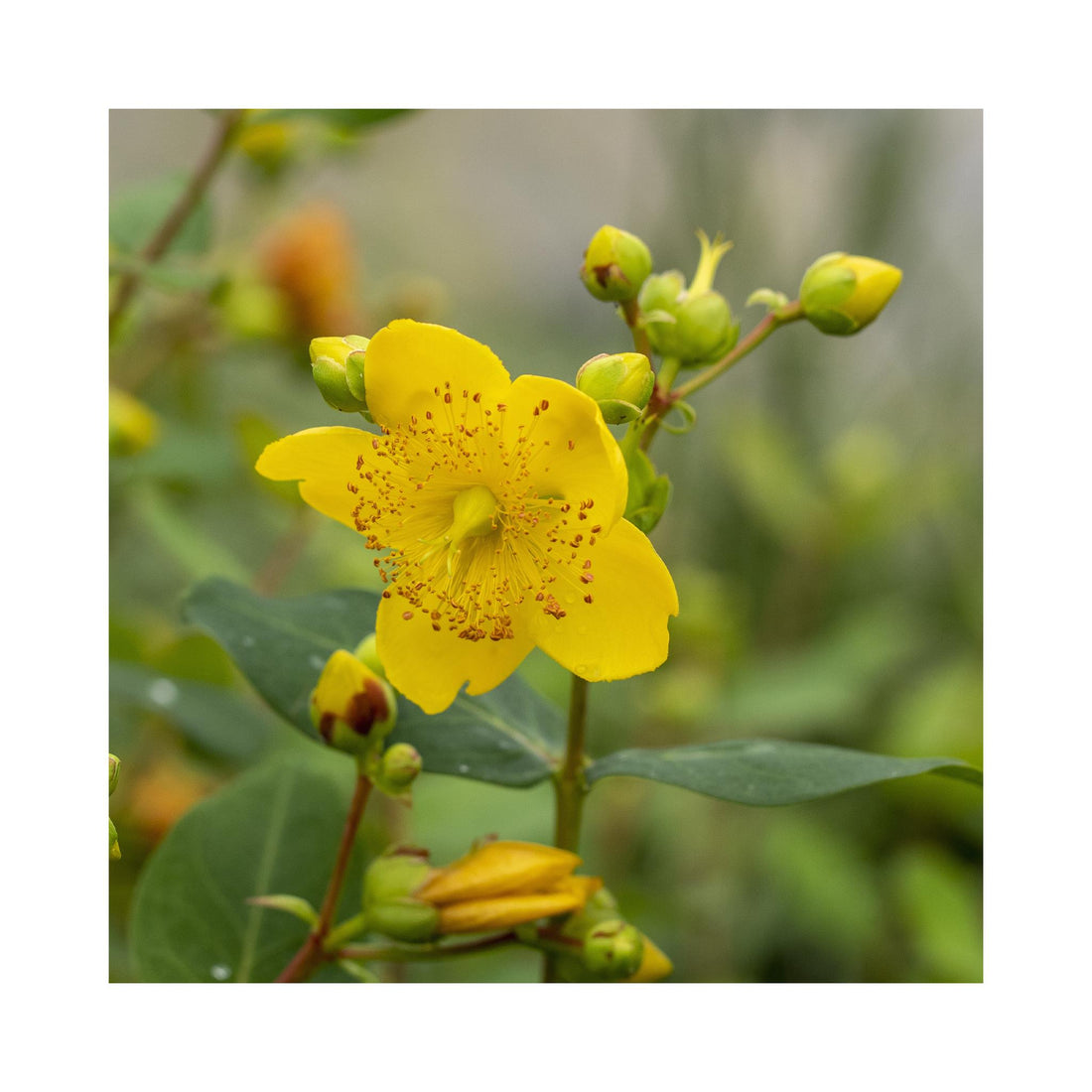 Hypericum moseranium