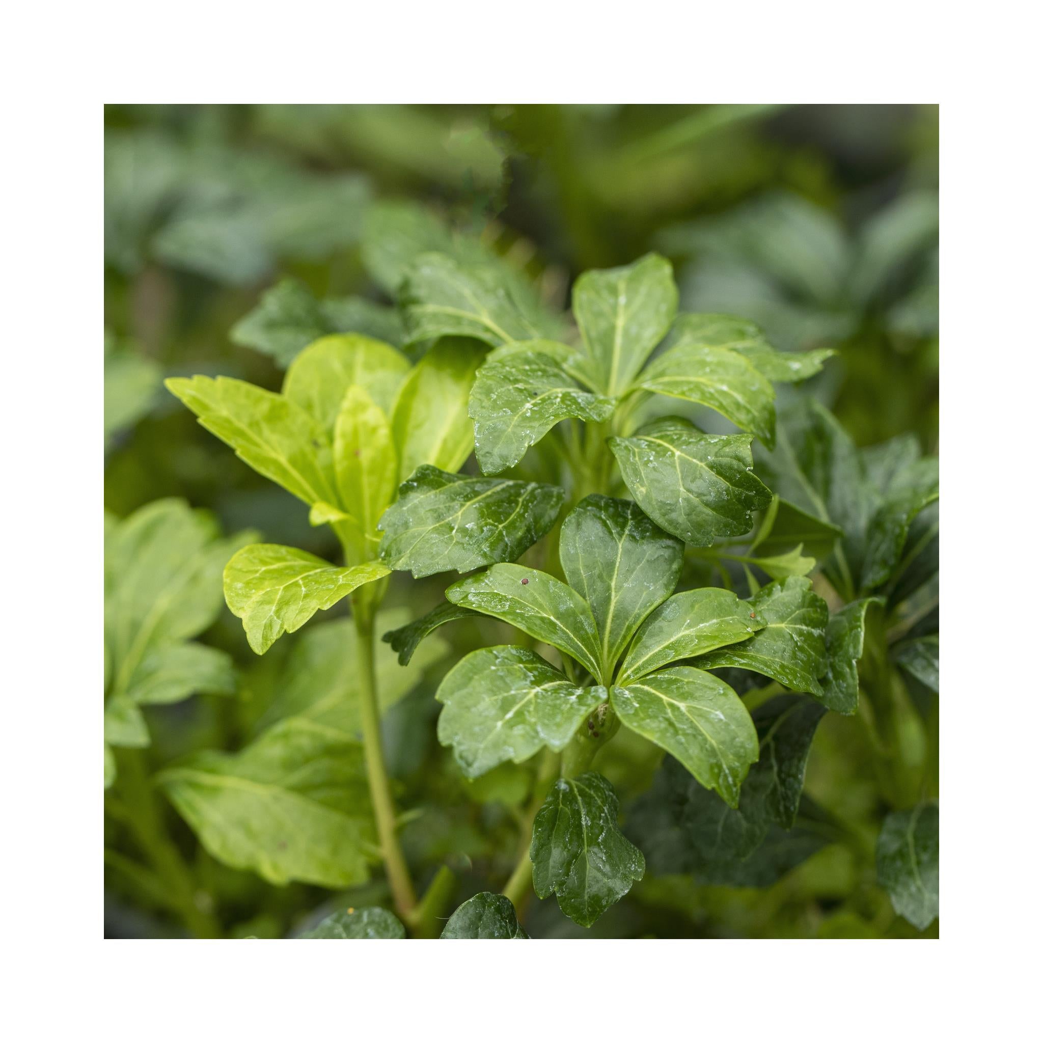 Pachysandra Green Sheen