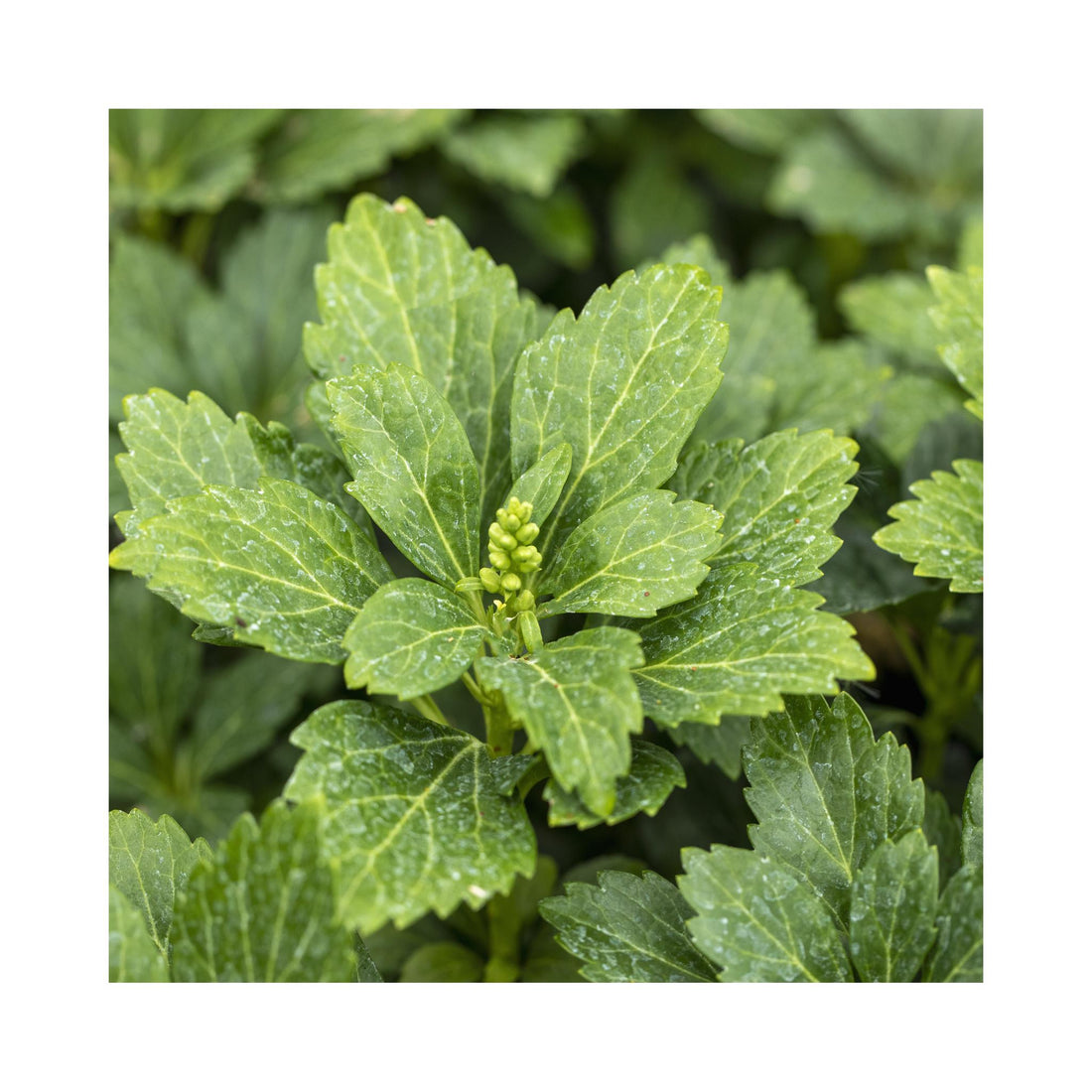 Pachysandra terminalis