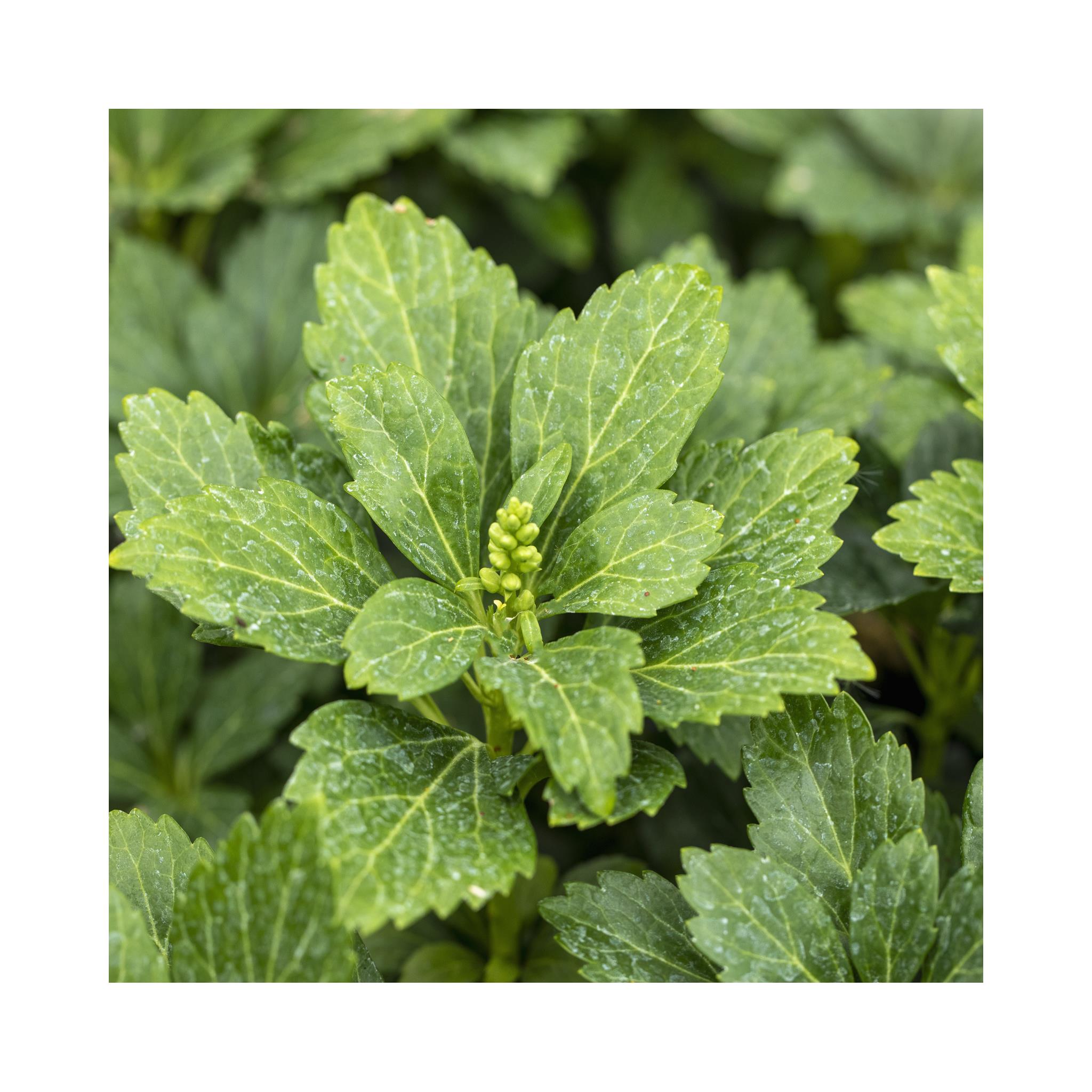 Pachysandra terminalis