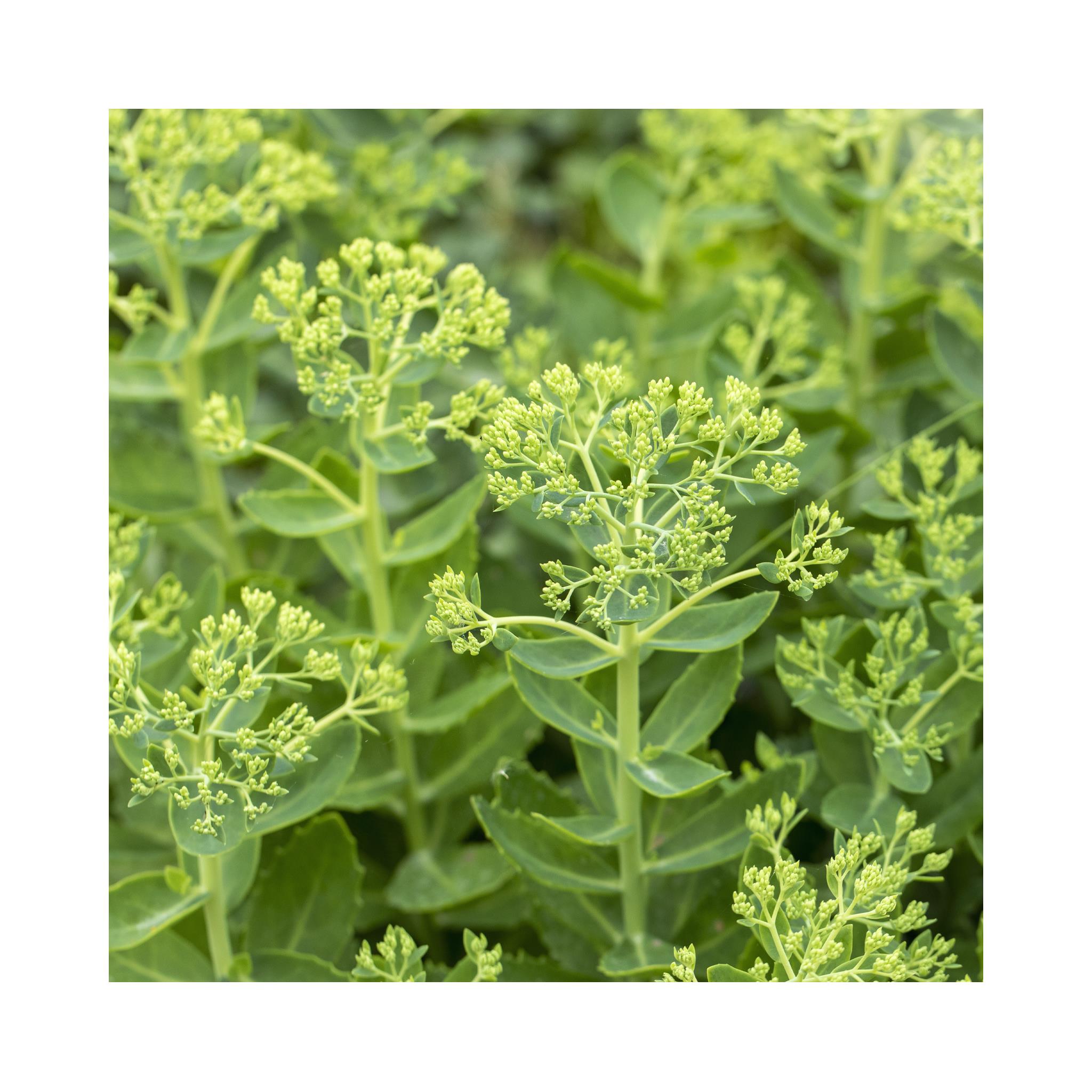 Sedum Herbstfreude