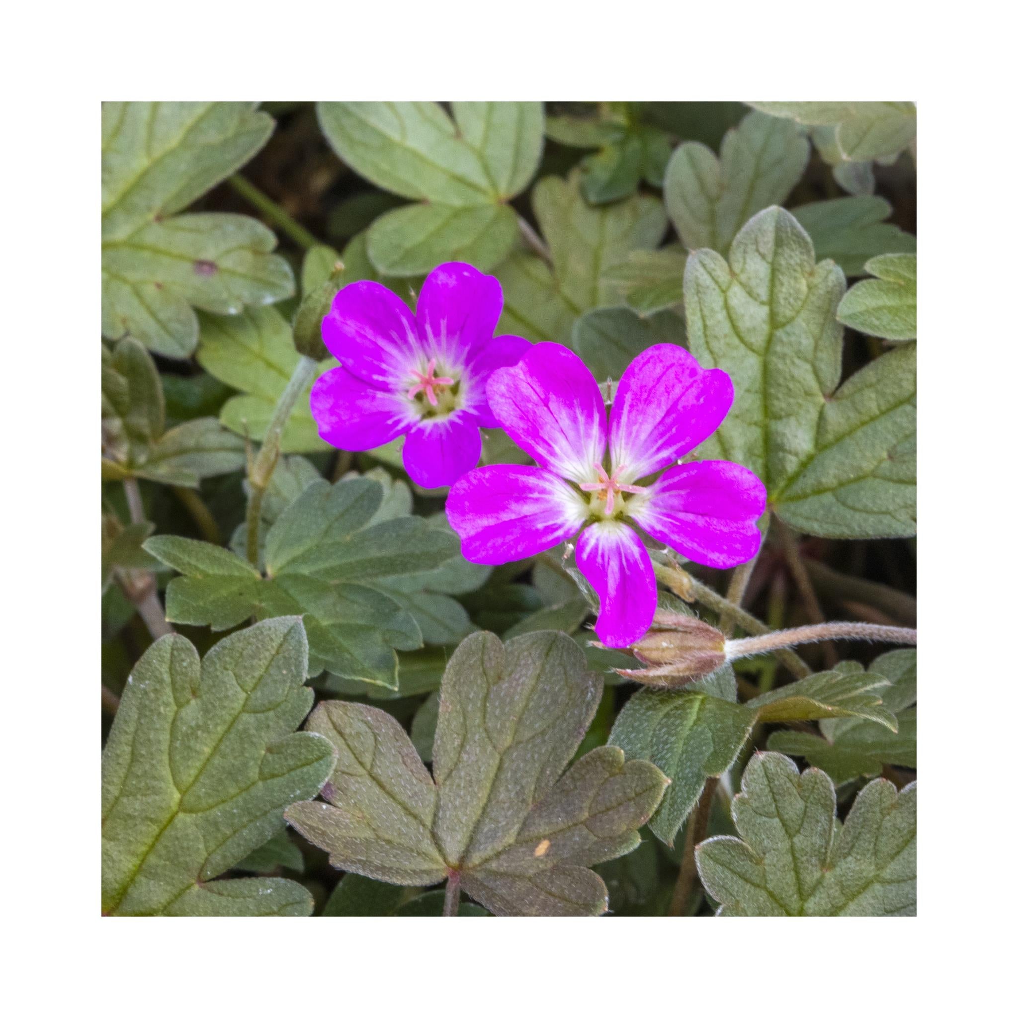 Geranium Tanya Rendall