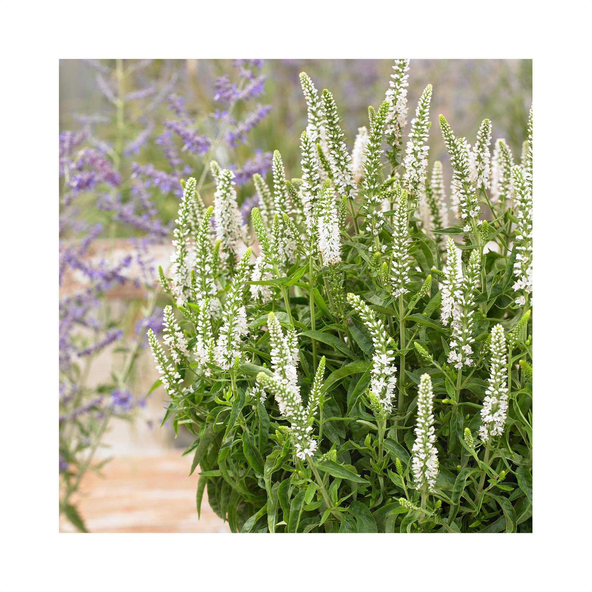 Veronica Moody Blues White