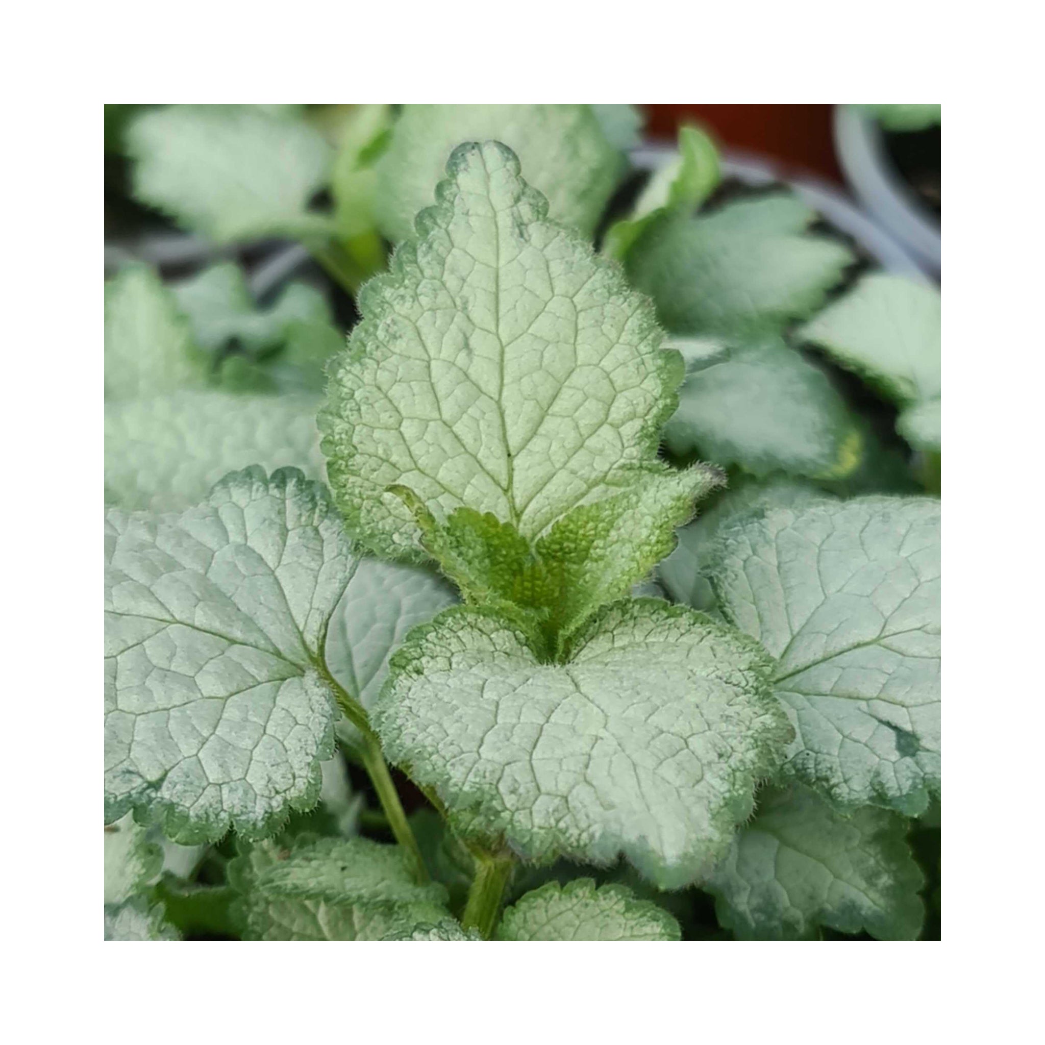 Lamium White Nancy