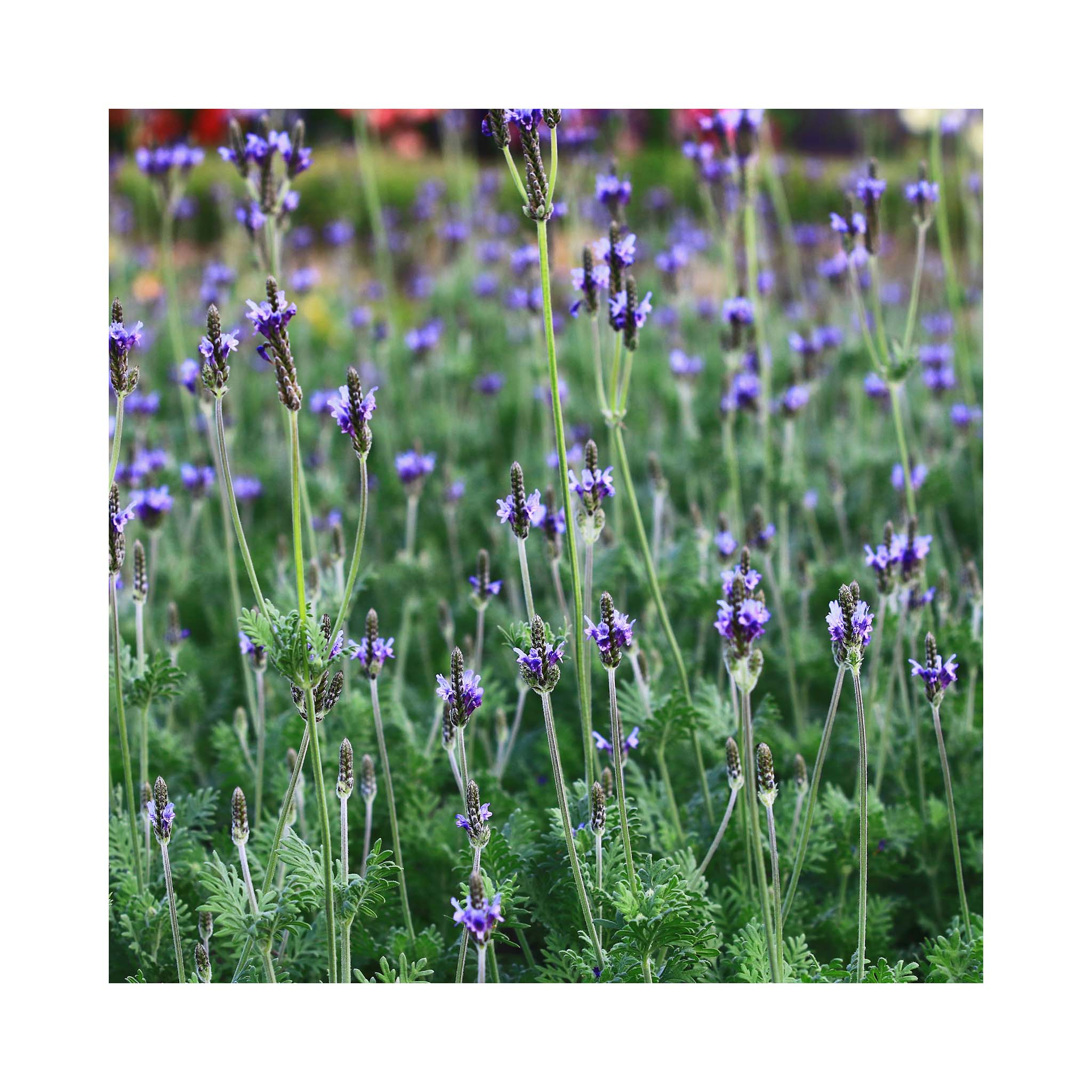 Lavender Pinnata