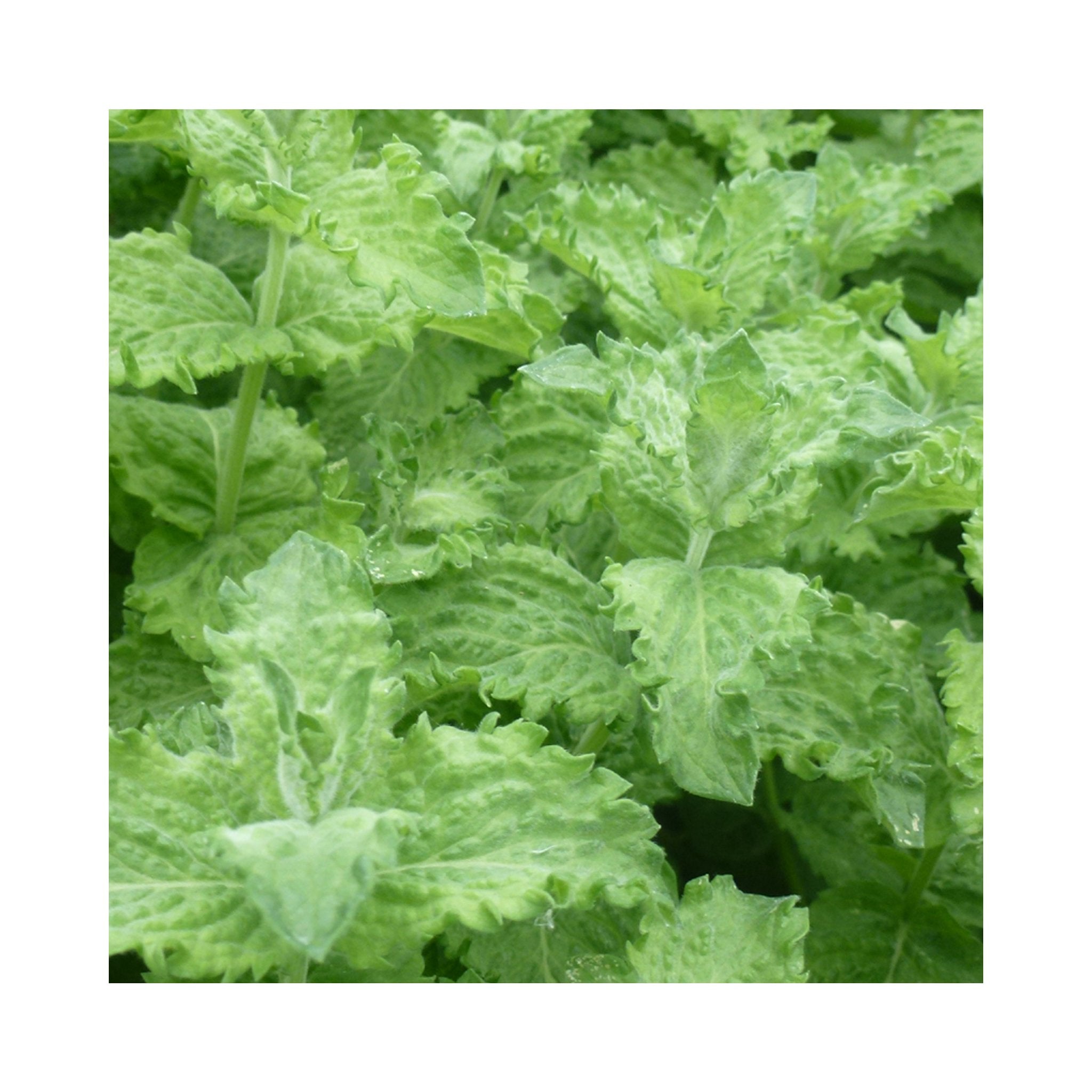 Mojito Mint Herb Plant