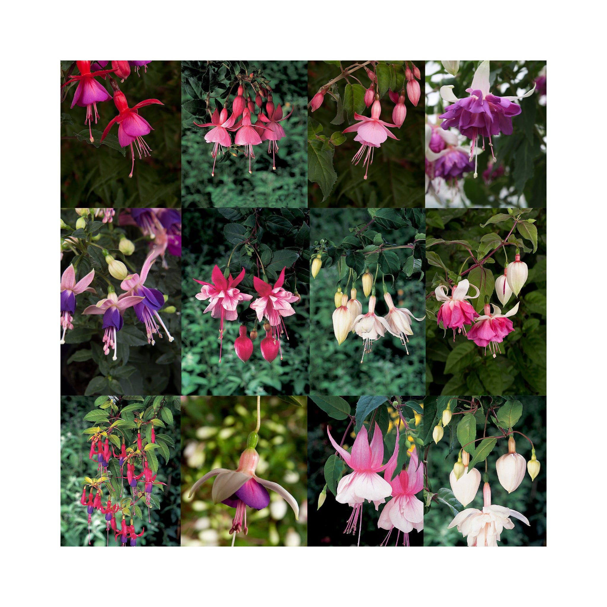 10 Mixed Trailing Fuchsia Plug Plants - Stunning Fuchsia Collection