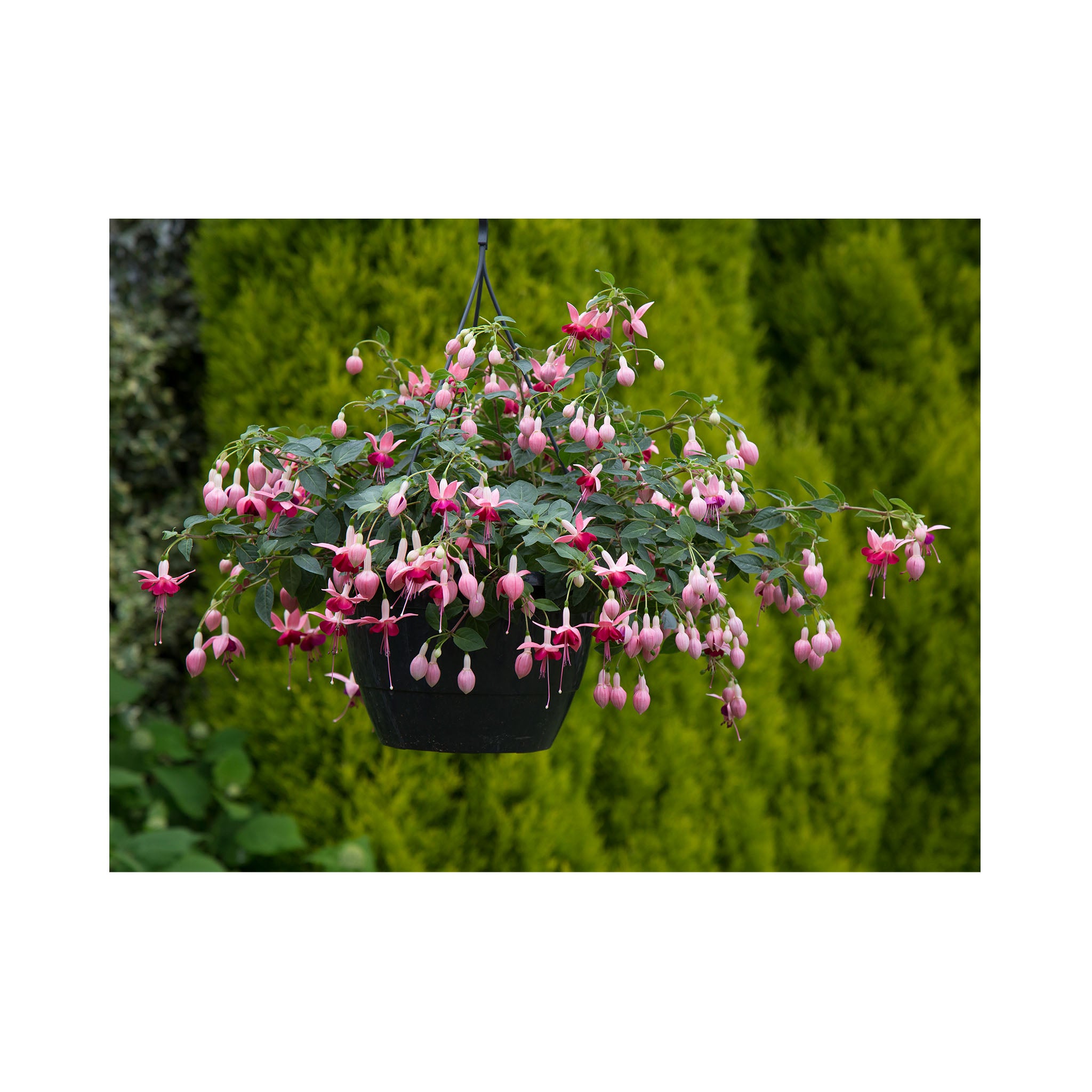 Bush Fuchsia Paula Jane