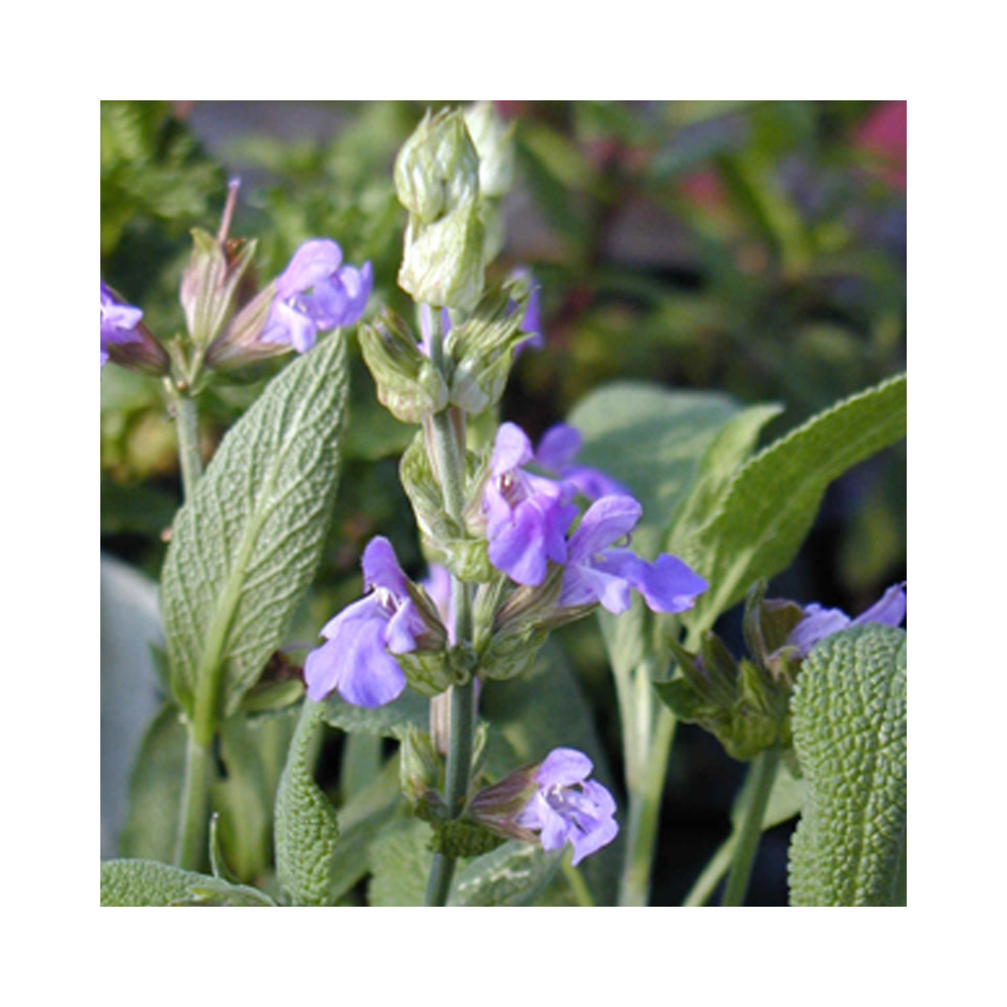 Common Sage Herb Plant