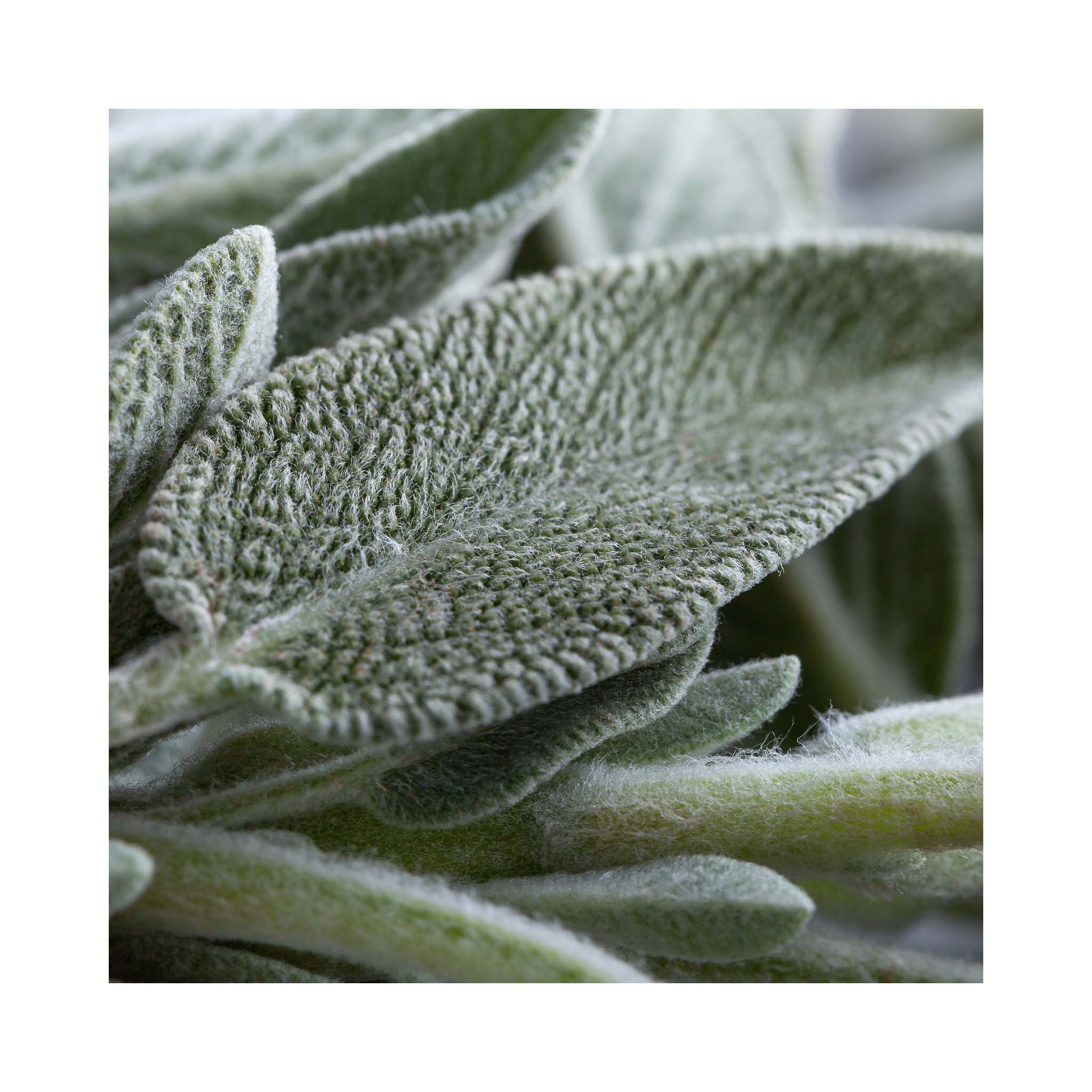 Sage Snowflake