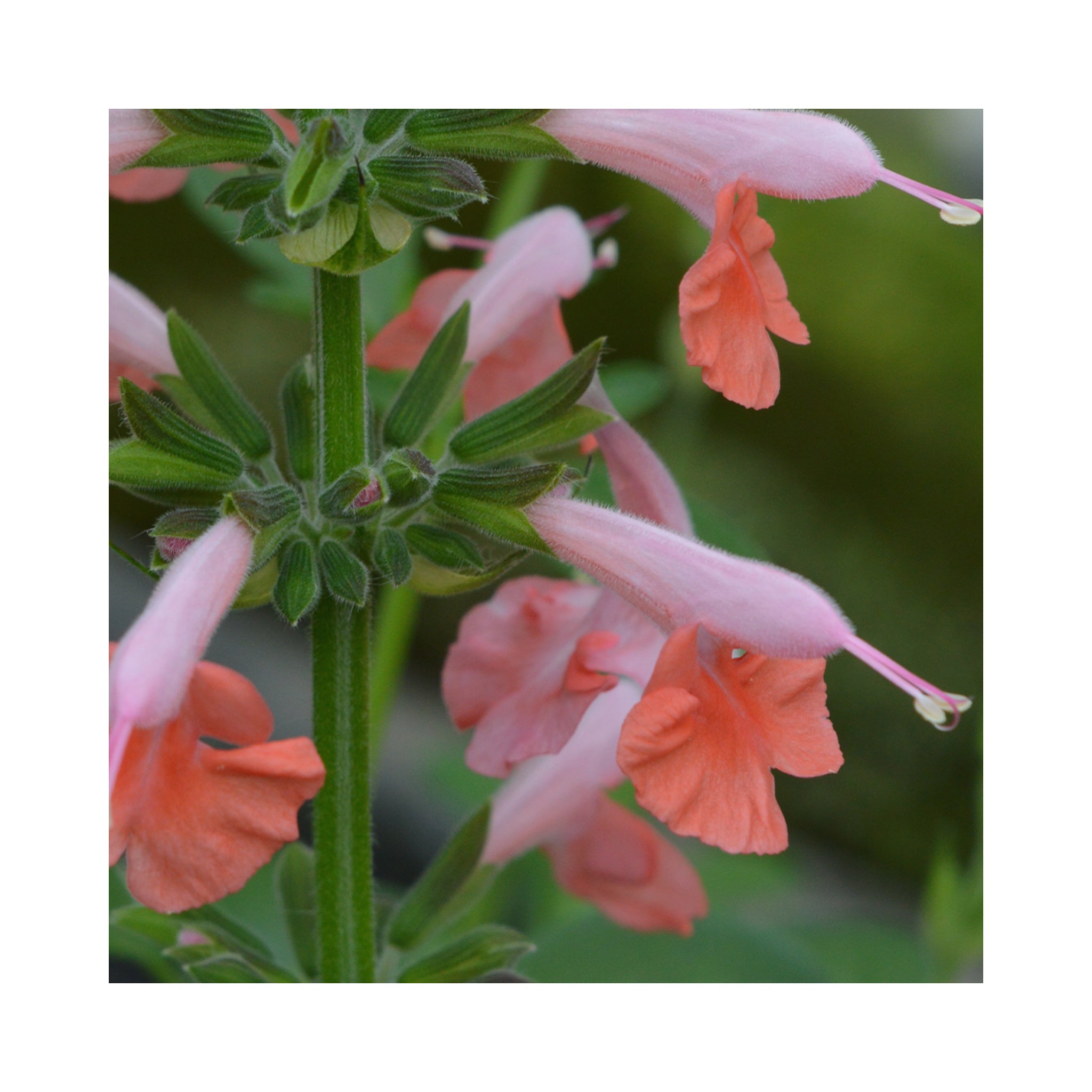 Salvia Coccinea Brenthurst