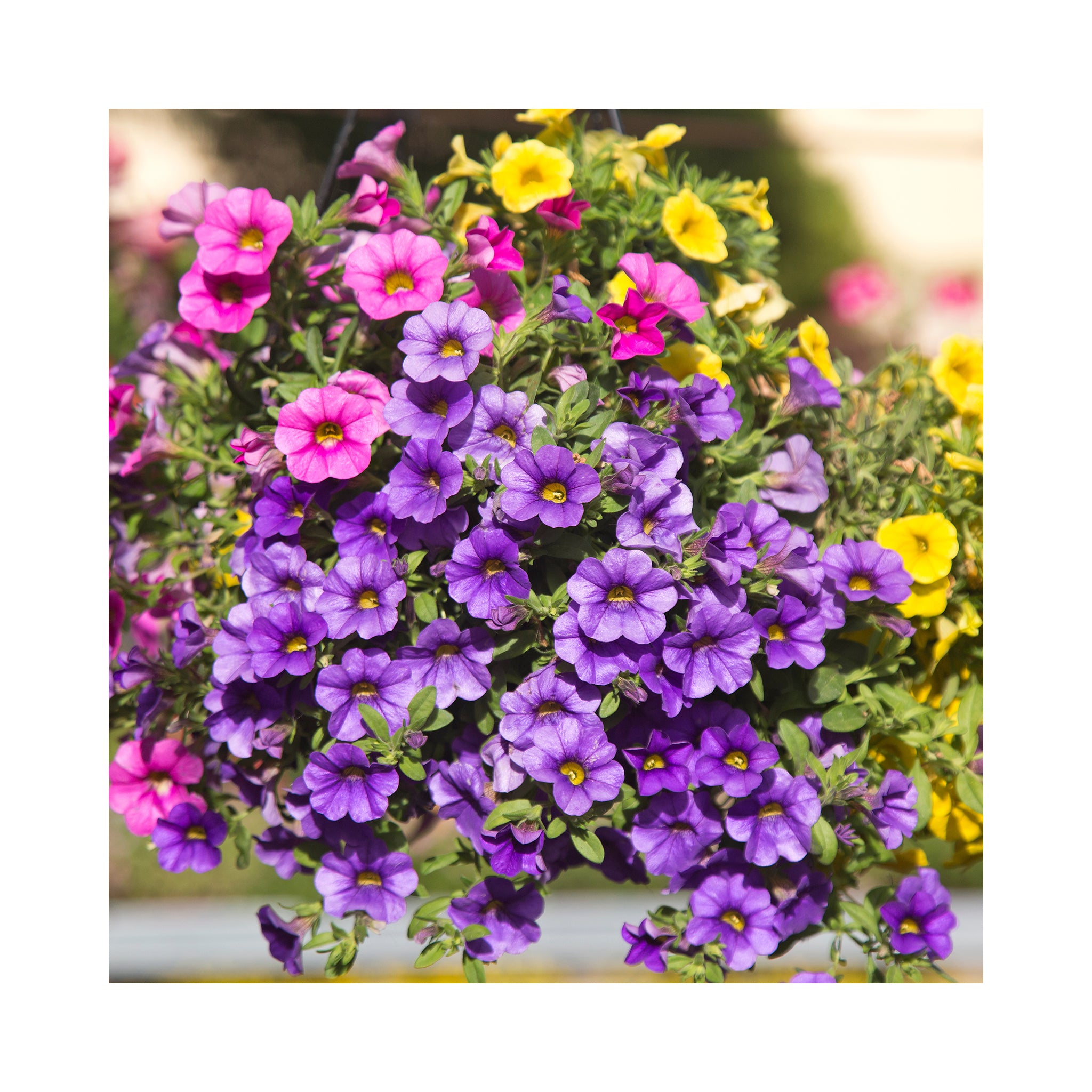 Stunning Surfinias planting Kit
