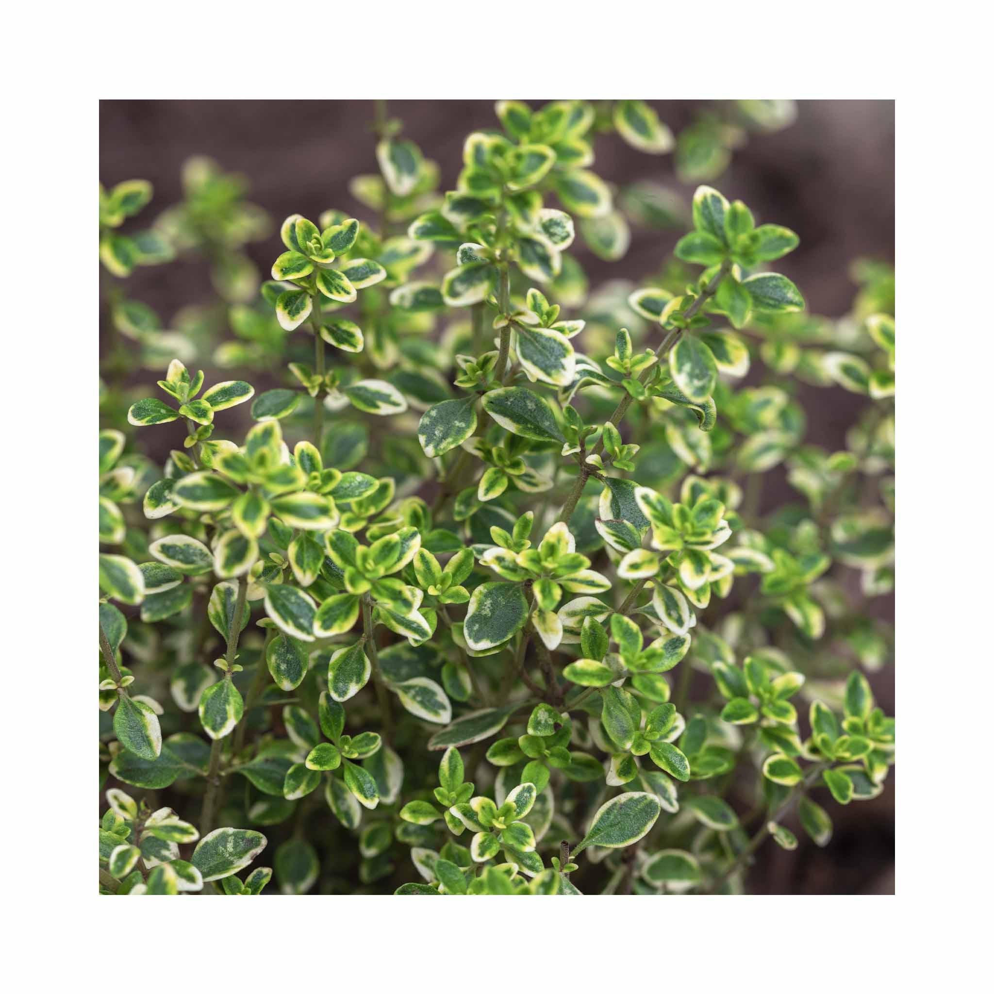 Thyme Lemon Variegated