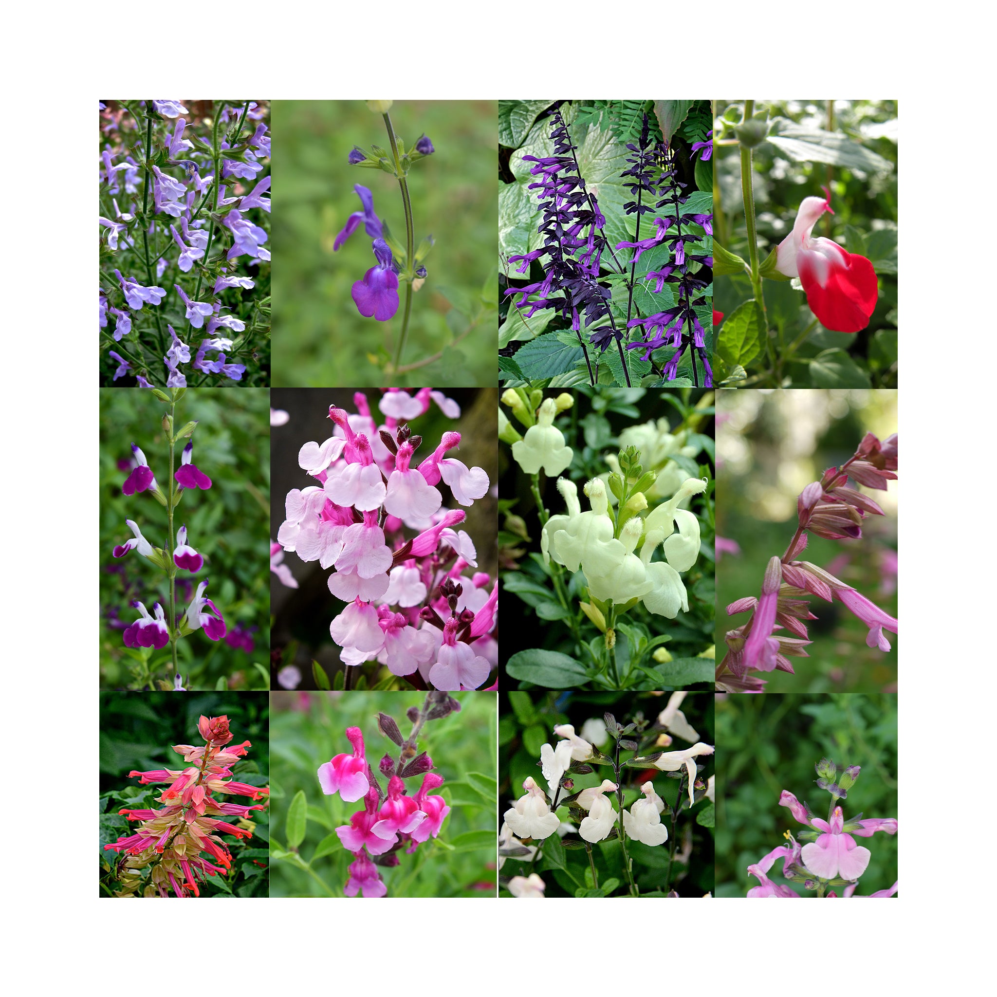 Salvia 9cm plant Collection, 6 different varieties