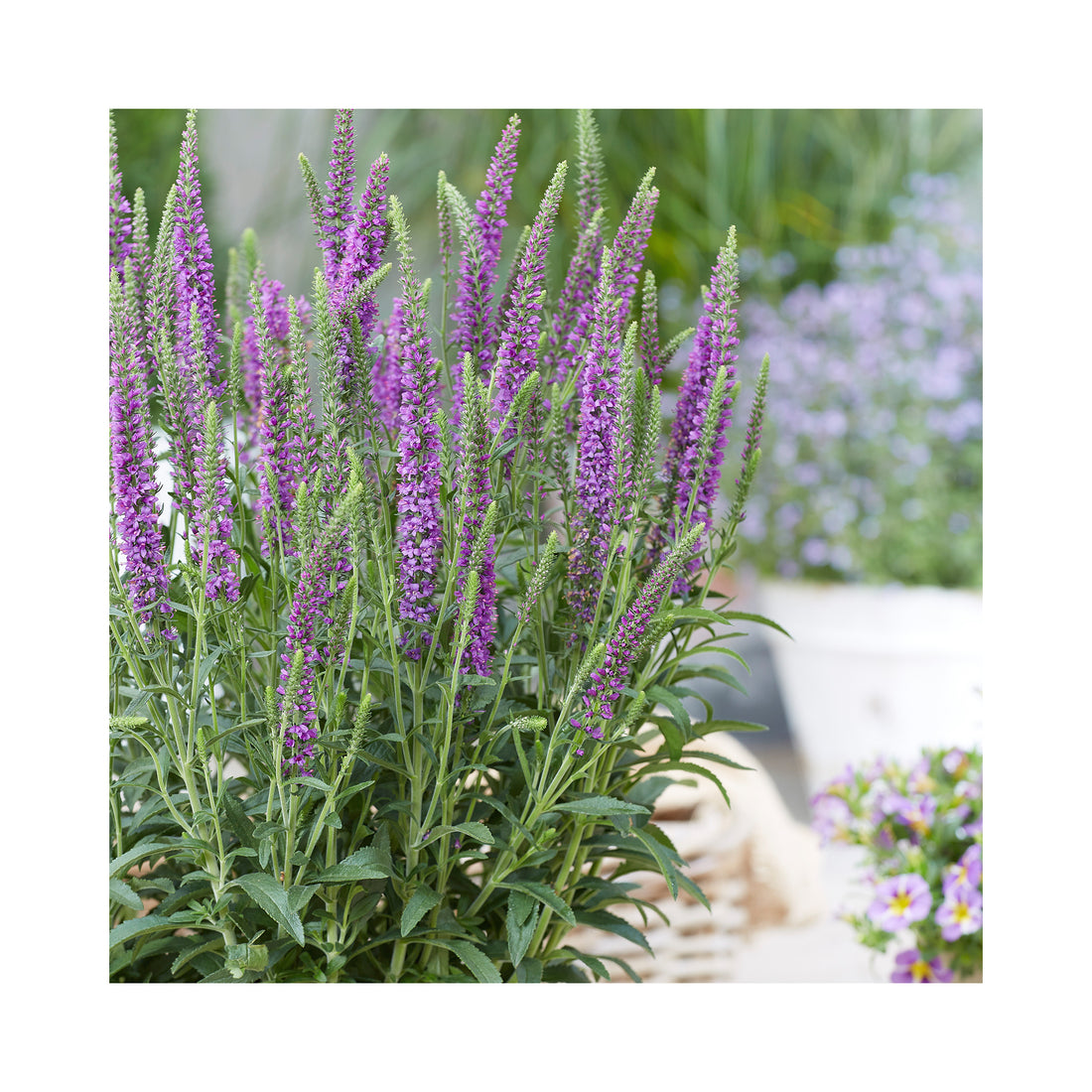 Veronica Moody Blues Mauve