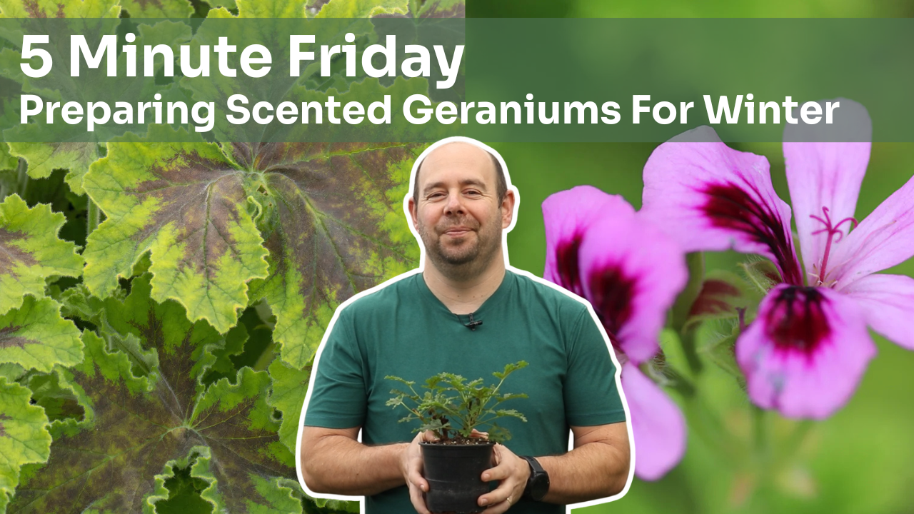 Alan holding a scented geraniums, standing in front of leaves and blooms of scented geraniums. Text reads: 5 Minute Friday, Preparing Scented Geraniums For Winter