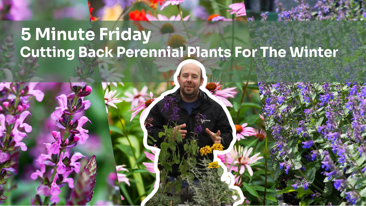 5 Minute Friday -Cutting Back Perennial Plants For Winter