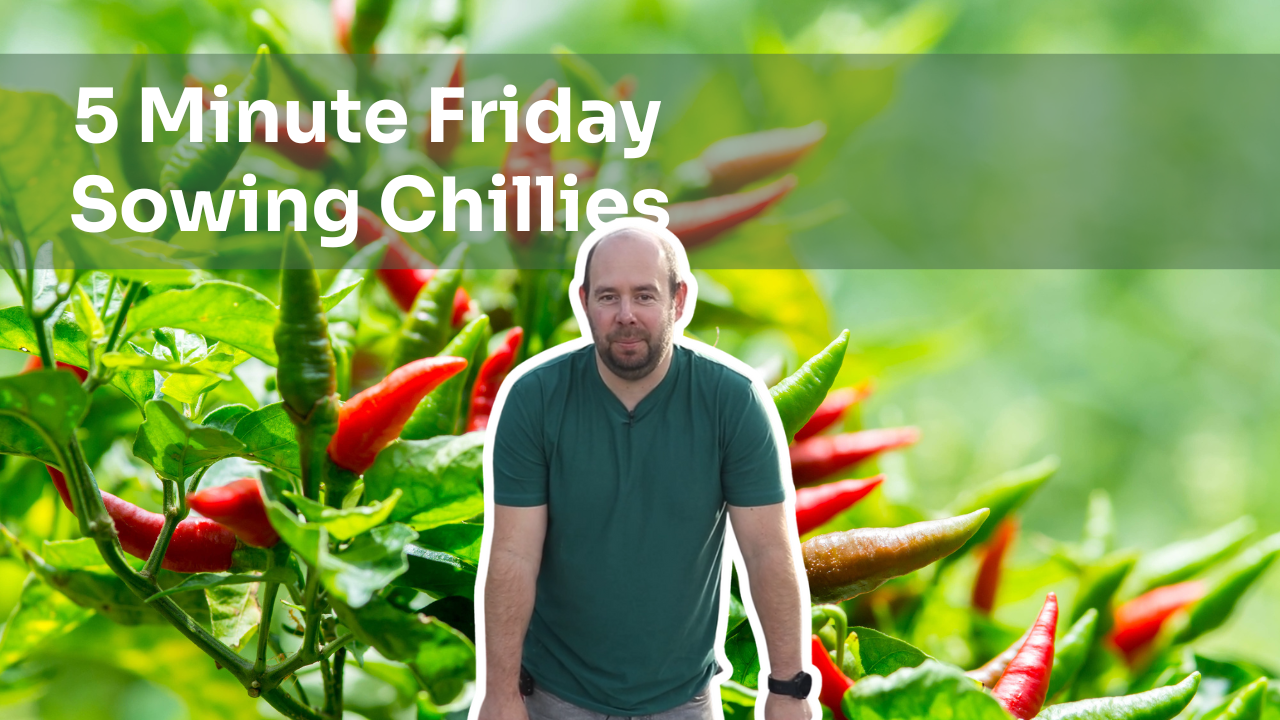 5 Minute Friday - Sowing Chillies