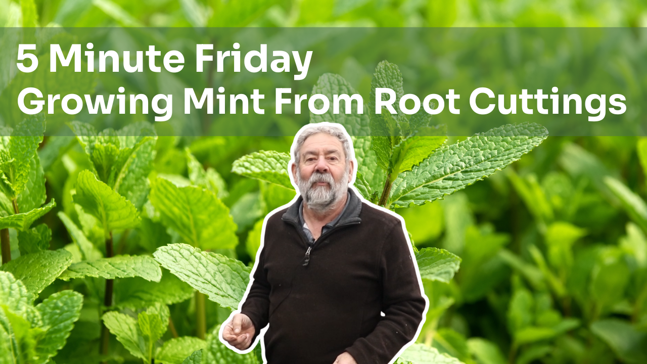 5 Minute Friday - Taking Mint Root Cuttings