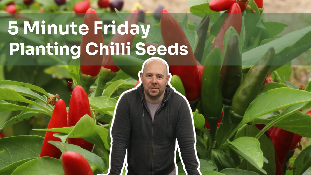 5 Minute Friday - Planting Chilli Seeds